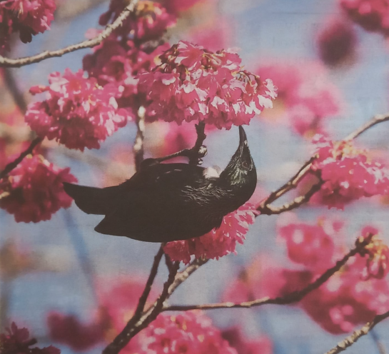 Let’s take the tūī’s lead on how we regard trees