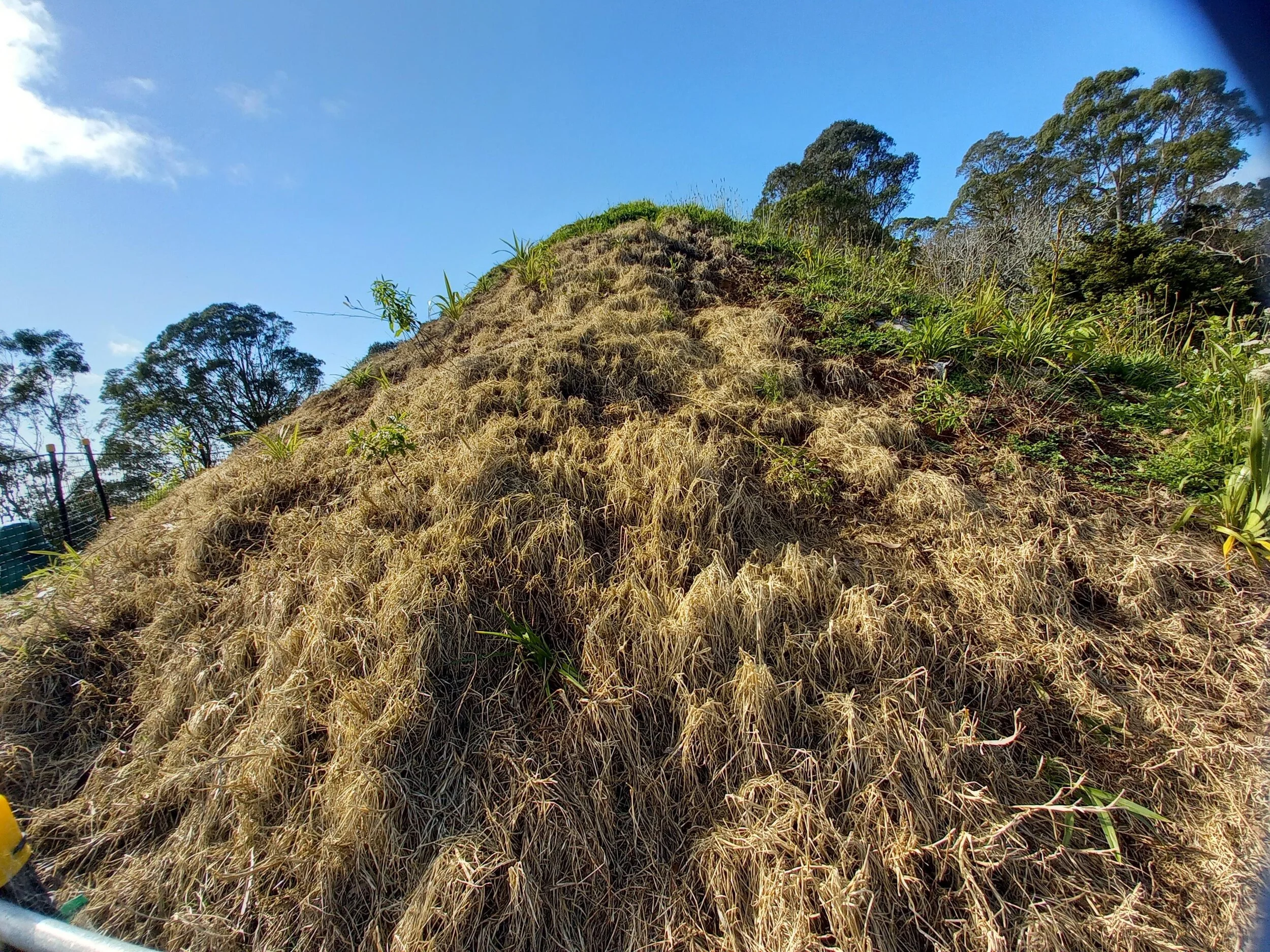 The truth about Tūpuna Maunga Authority’s plantings at Ōwairaka / Mt Albert
