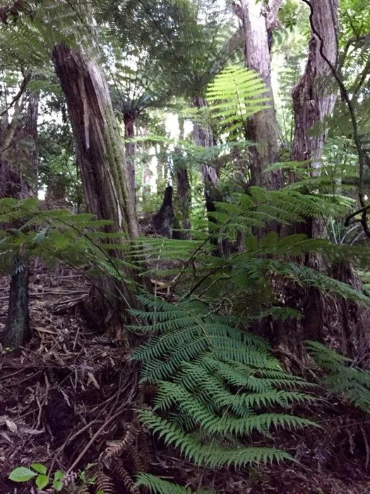 At last! Good news for (some of) Auckland's trees