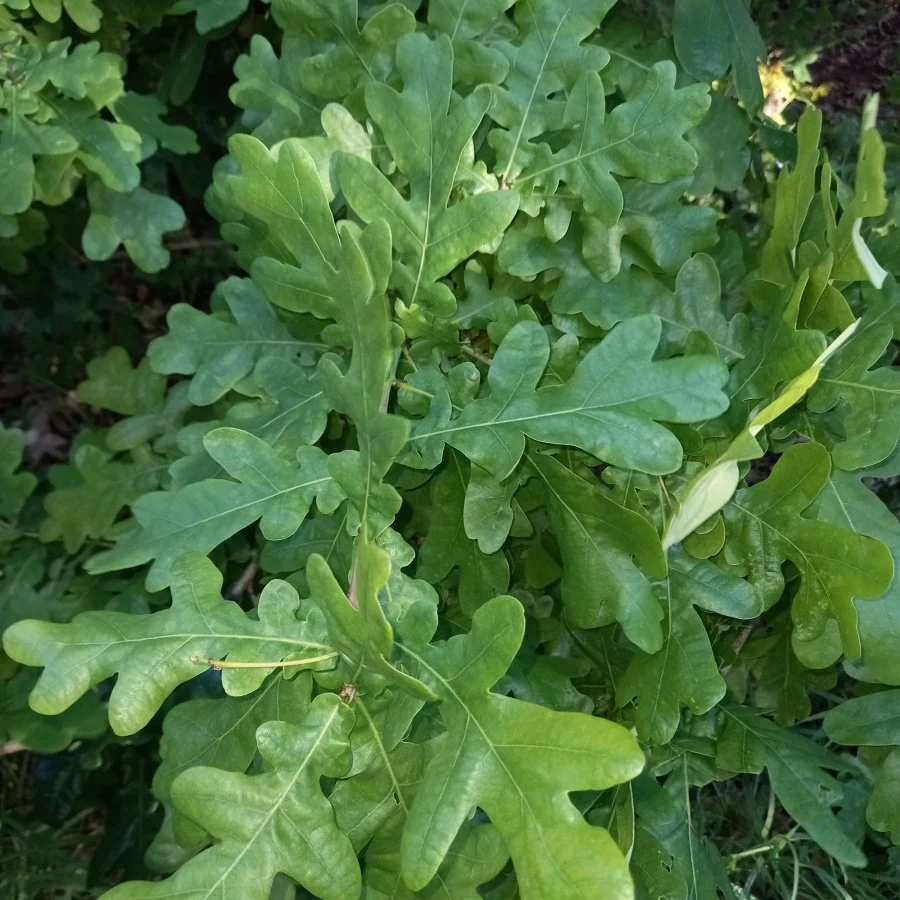 We are ending our daily tree protection vigil at the maunga but will remain very much in action