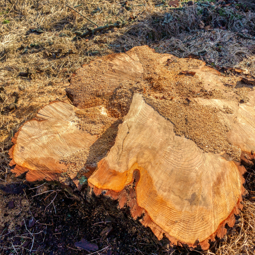 Please support Shirley's onging legal battle to save Ōtāhuhu Mt Richmond's trees!
