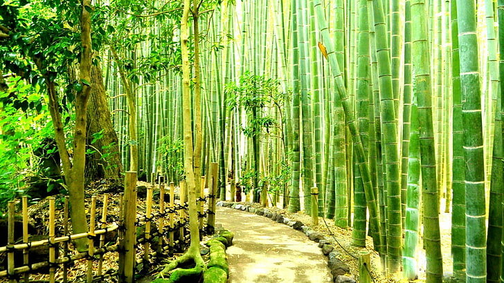 Kamakura Bamboo Forest