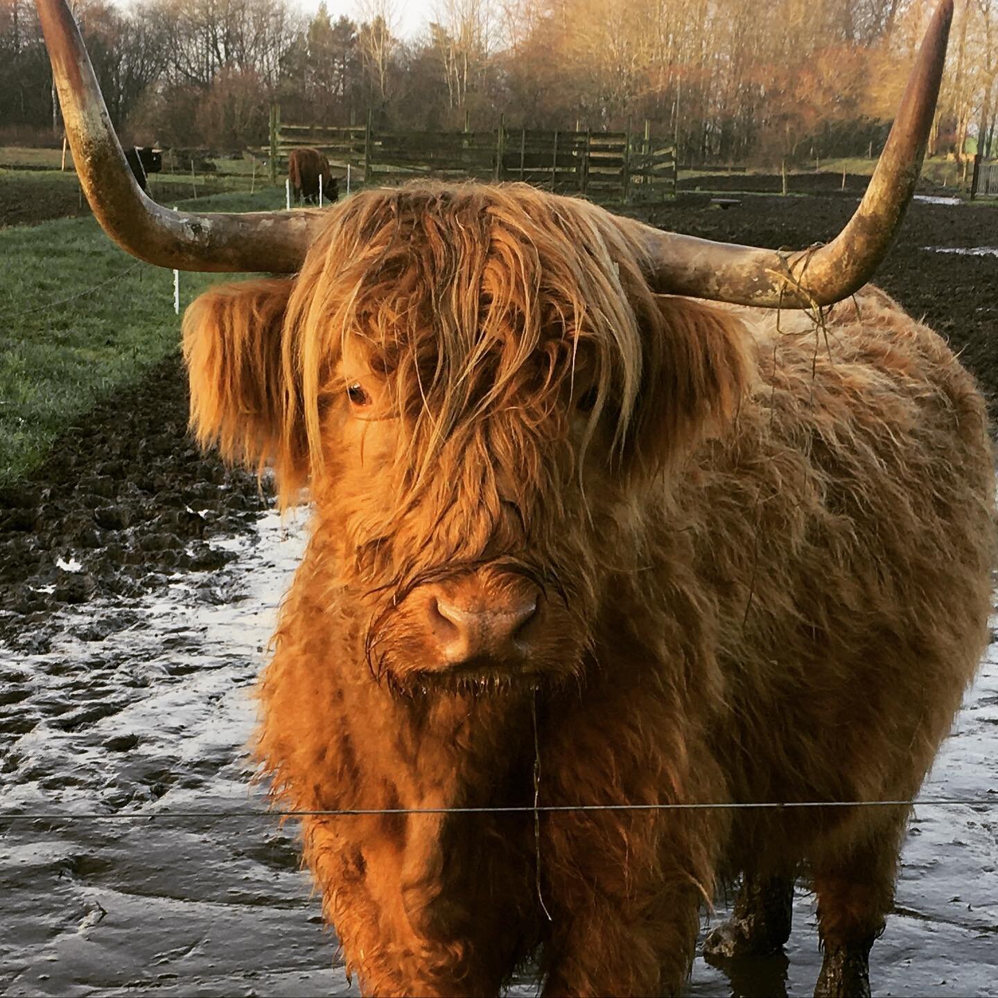 Mooooohh! #highlandcattle #jysknaturk&oslash;d