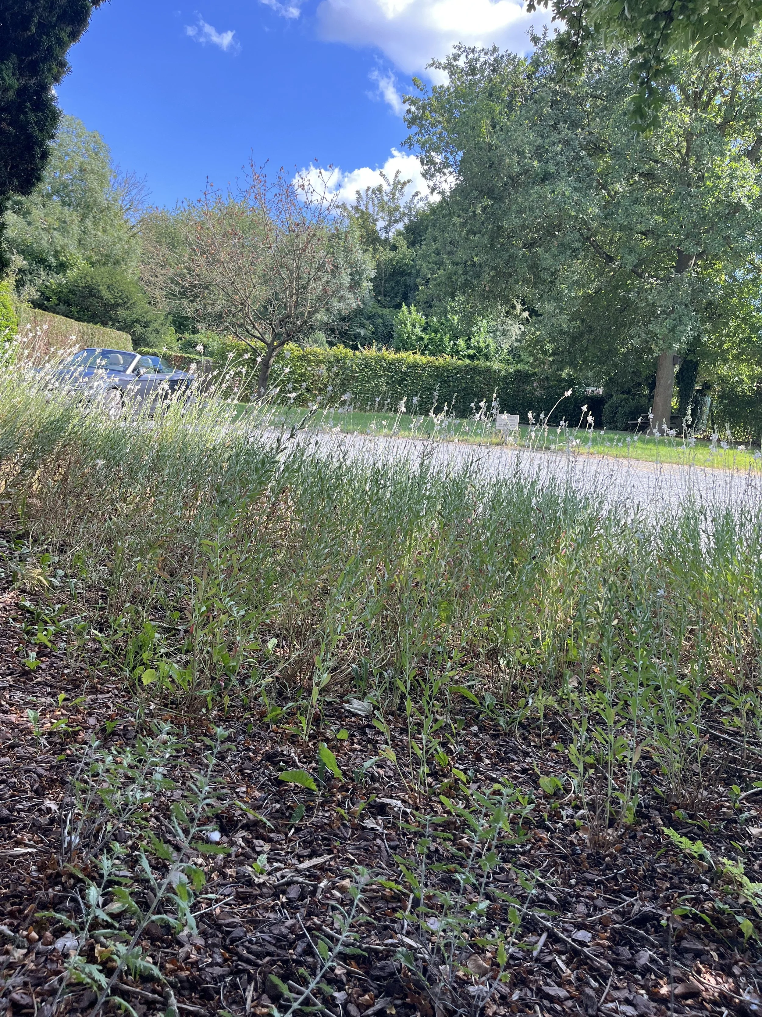 IMG_7046.jpeg