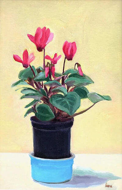 Pink Cyclamen