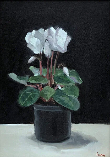 White Cyclamen