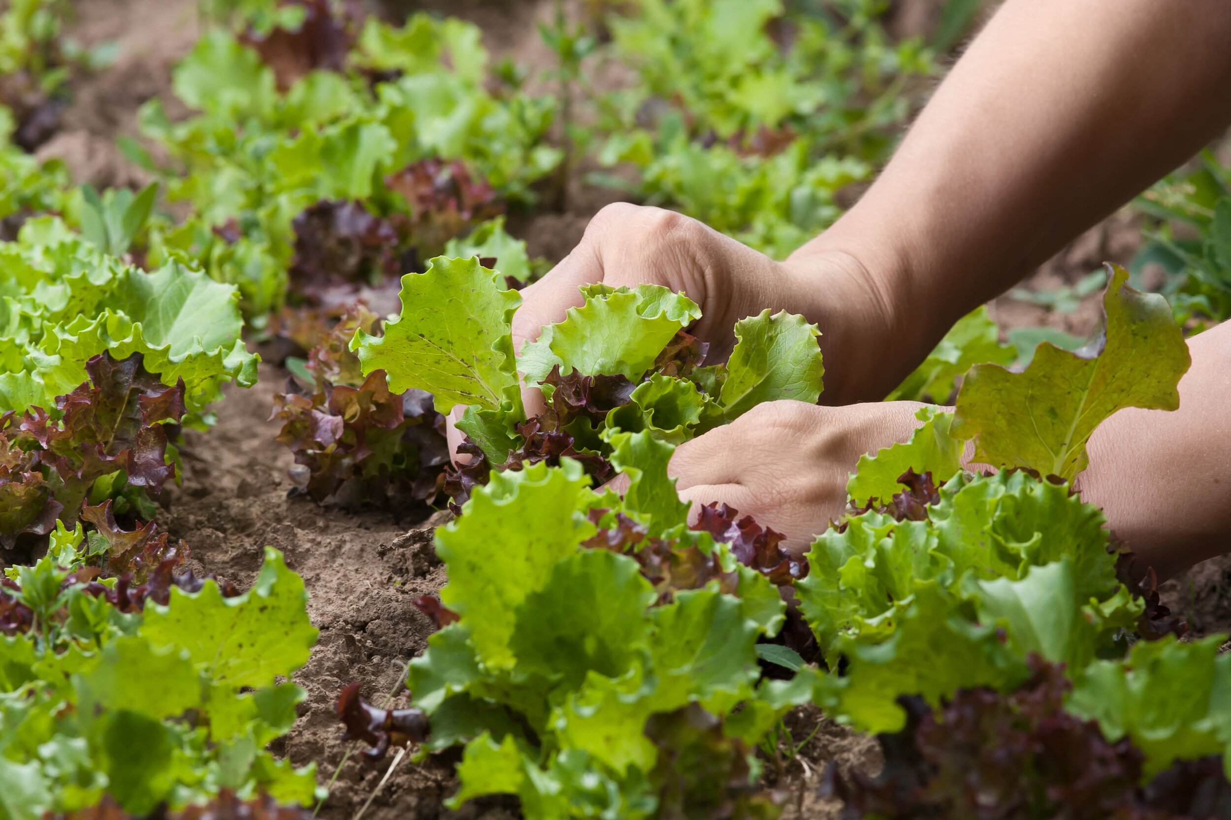 Prêt à Pousser dévoile son nouveau potager MULTO #CES2022