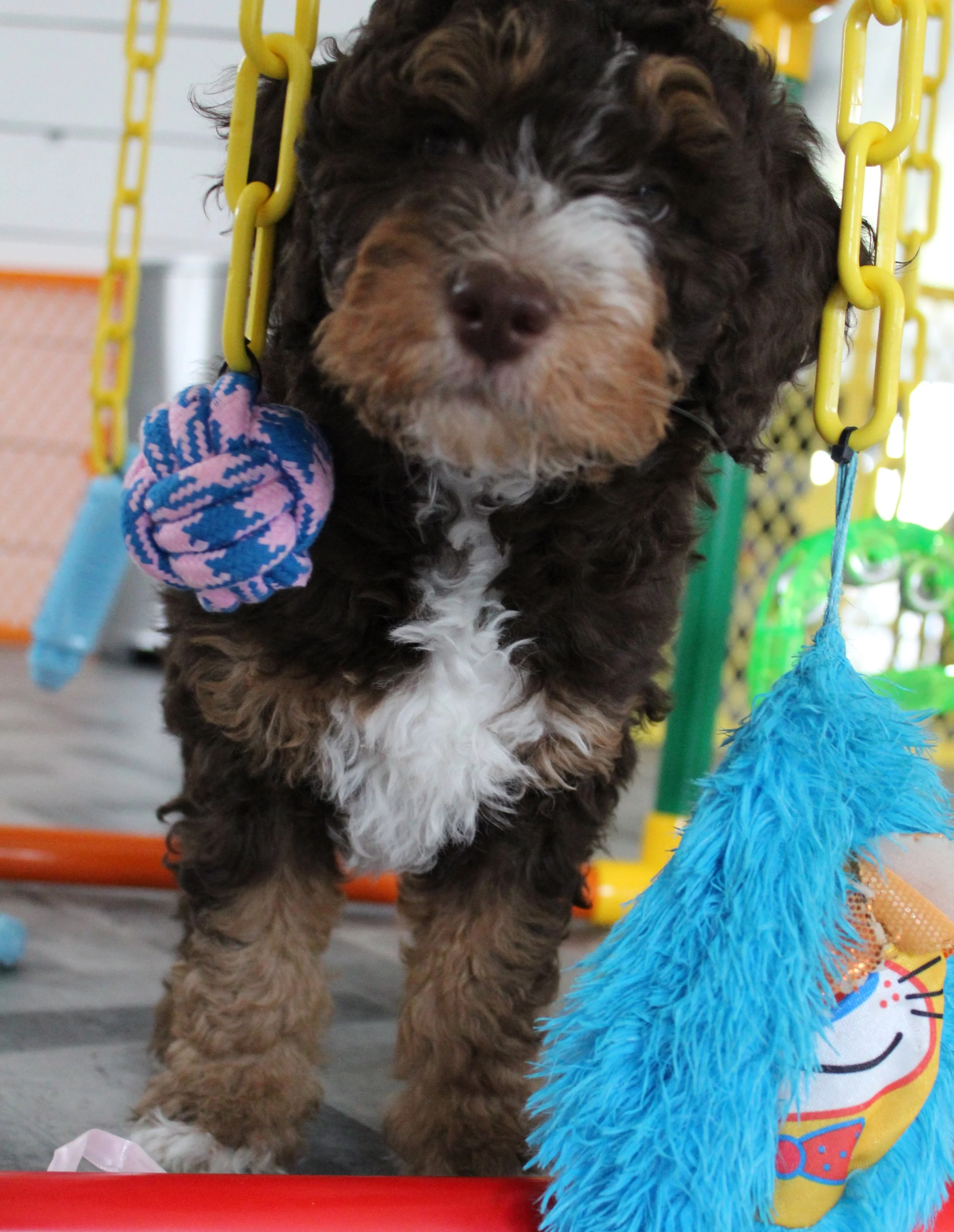 OUR DOGS — New England Bernedoodles