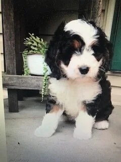 black and tan setter