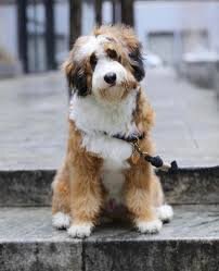 bernedoodle sable tricolor