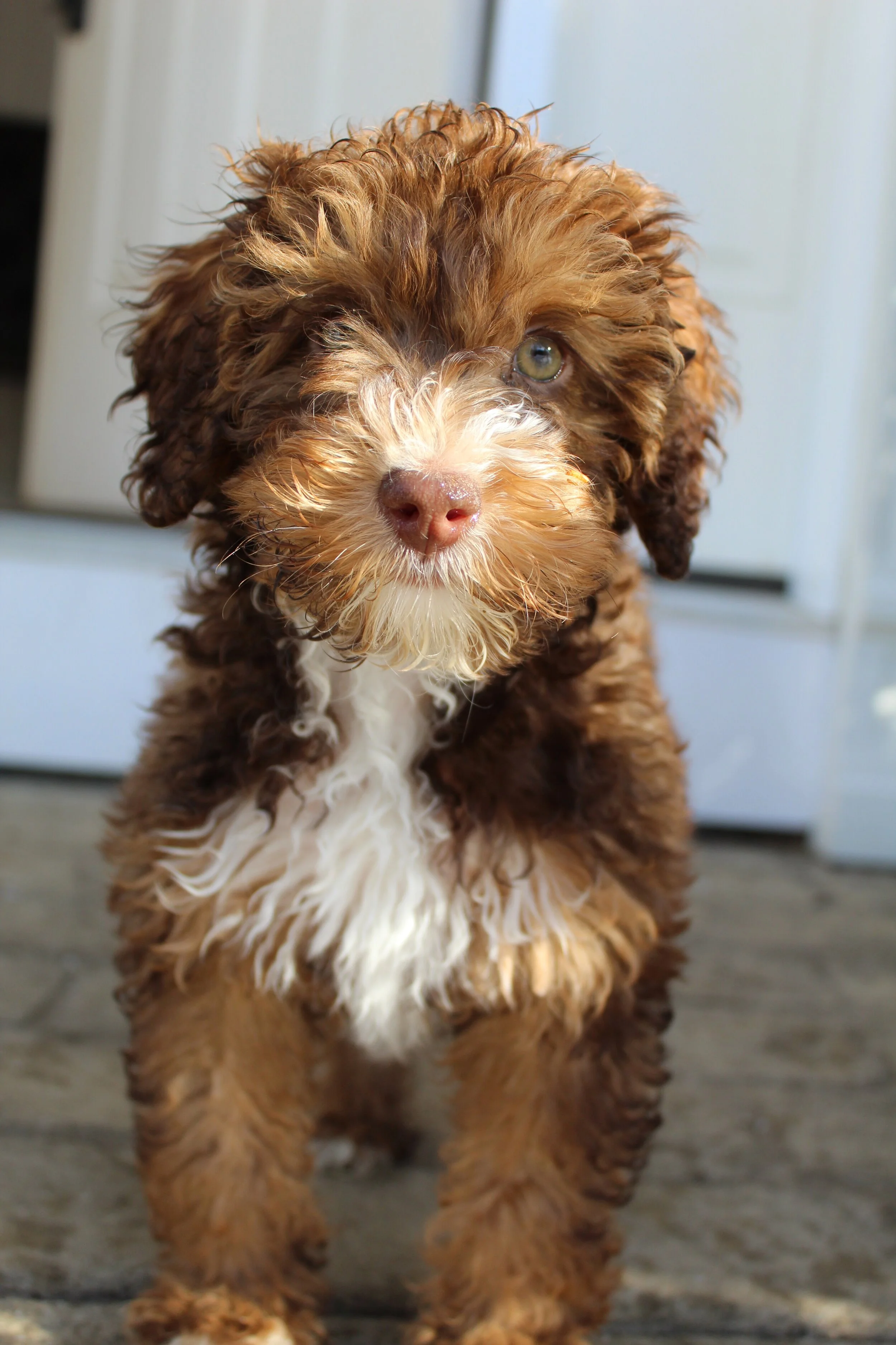 OUR DOGS — New England Bernedoodles