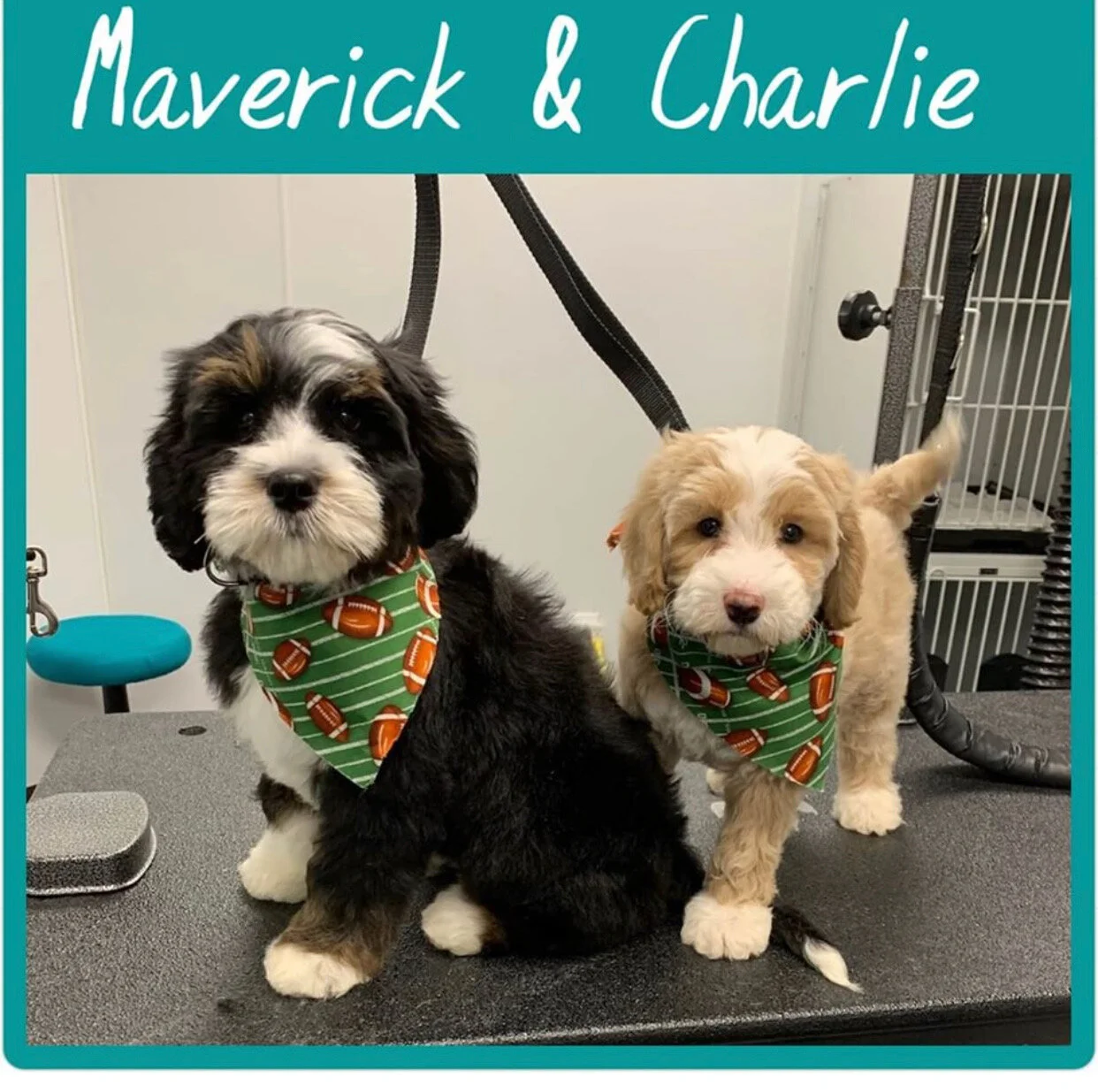 New England Bernedoodles