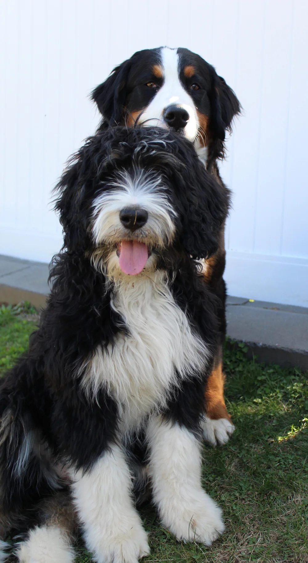 Massachusetts Bernedoodles LLC – 24/7 Live Puppy Cameras in a Kennel Free Environment
