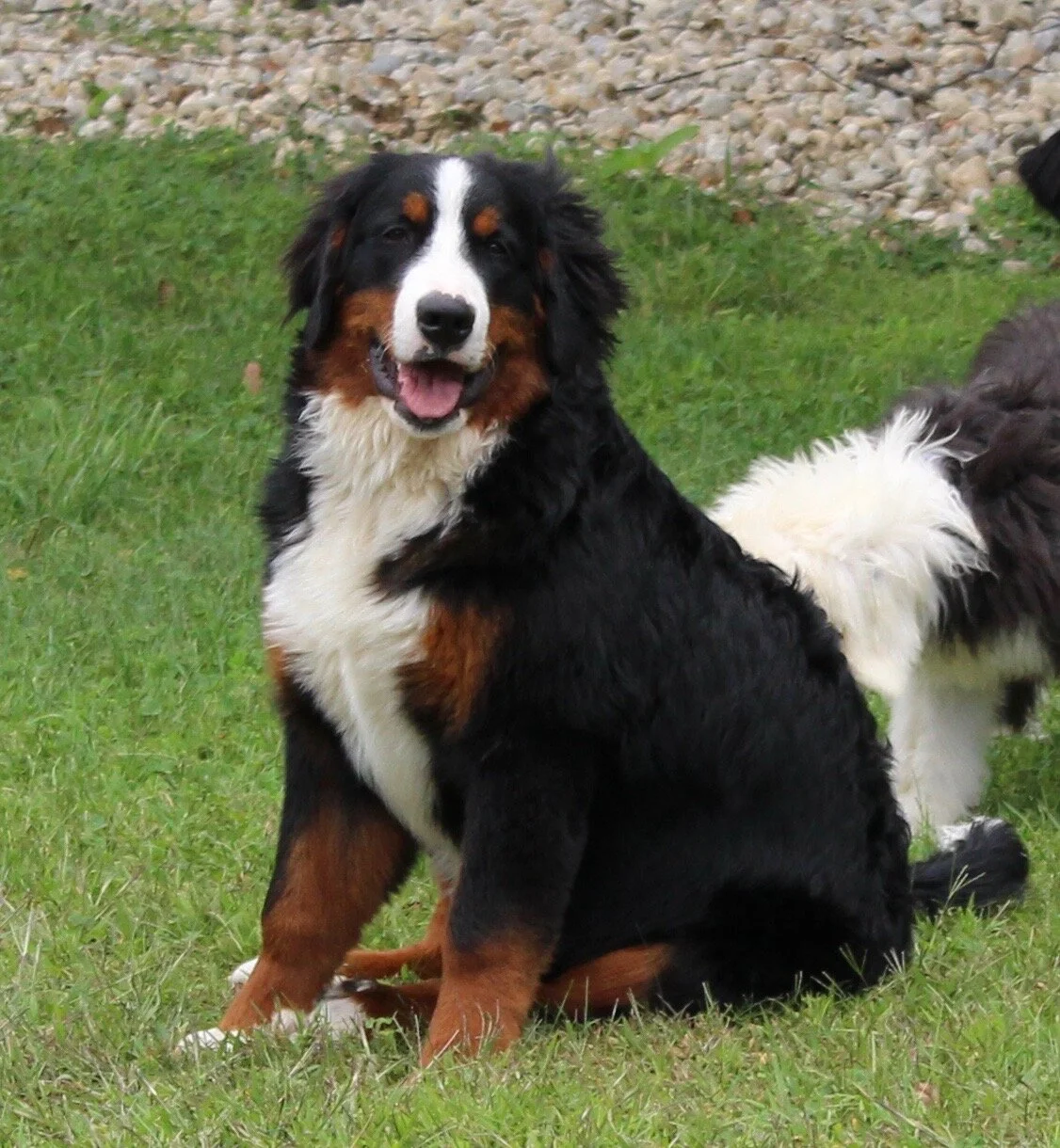 OUR DOGS — New England Bernedoodles