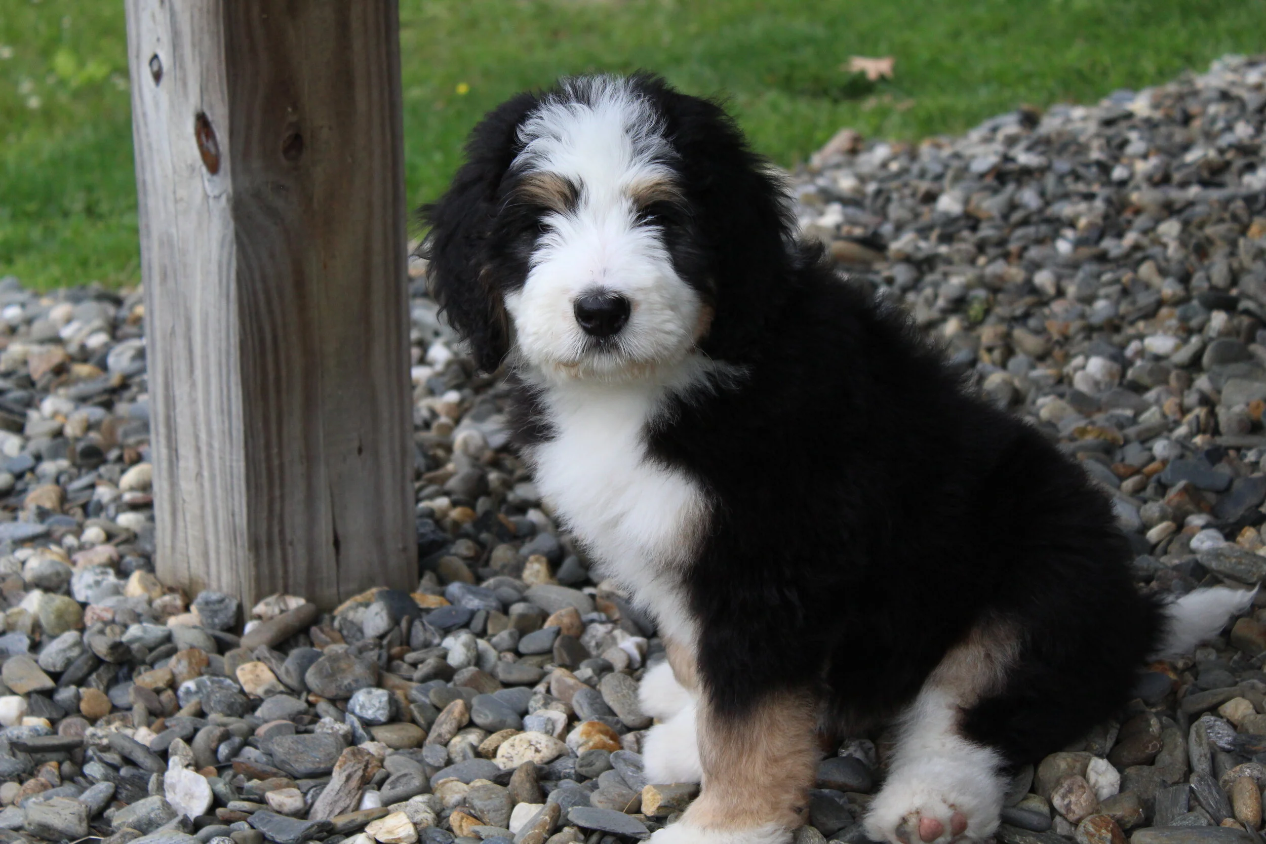 OUR DOGS — New England Bernedoodles
