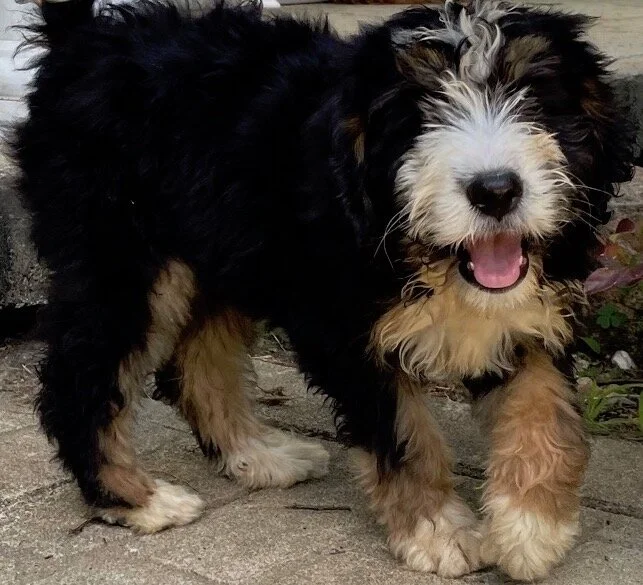 OUR DOGS — New England Bernedoodles
