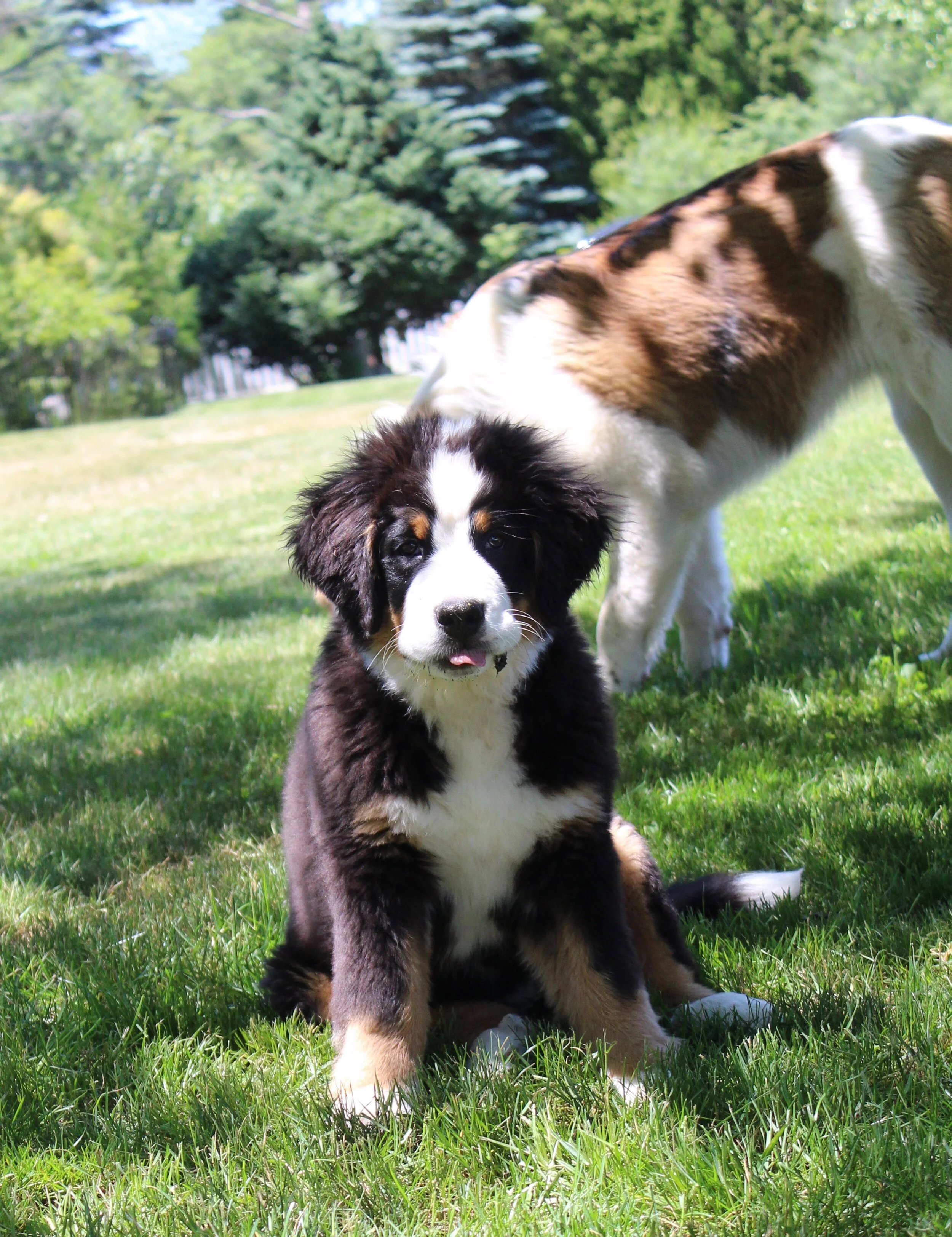 OUR DOGS — New England Bernedoodles