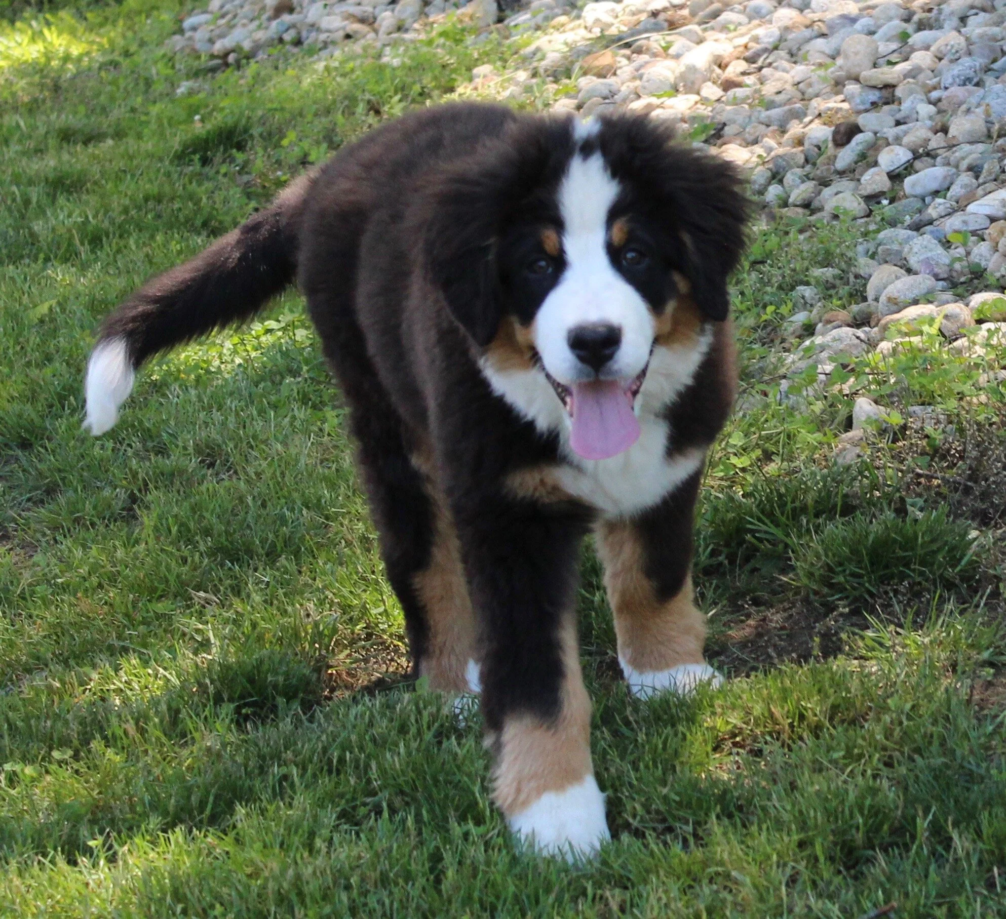 OUR DOGS — New England Bernedoodles