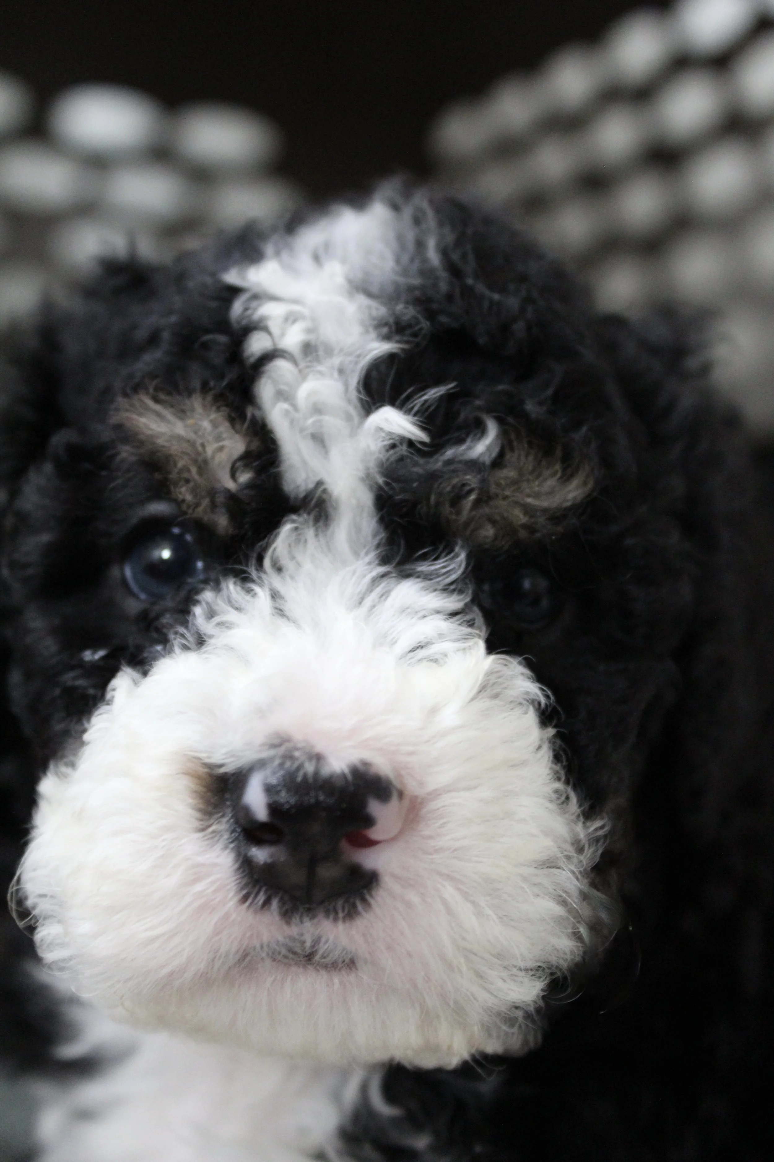 OUR PUPPIES — New England Bernedoodles