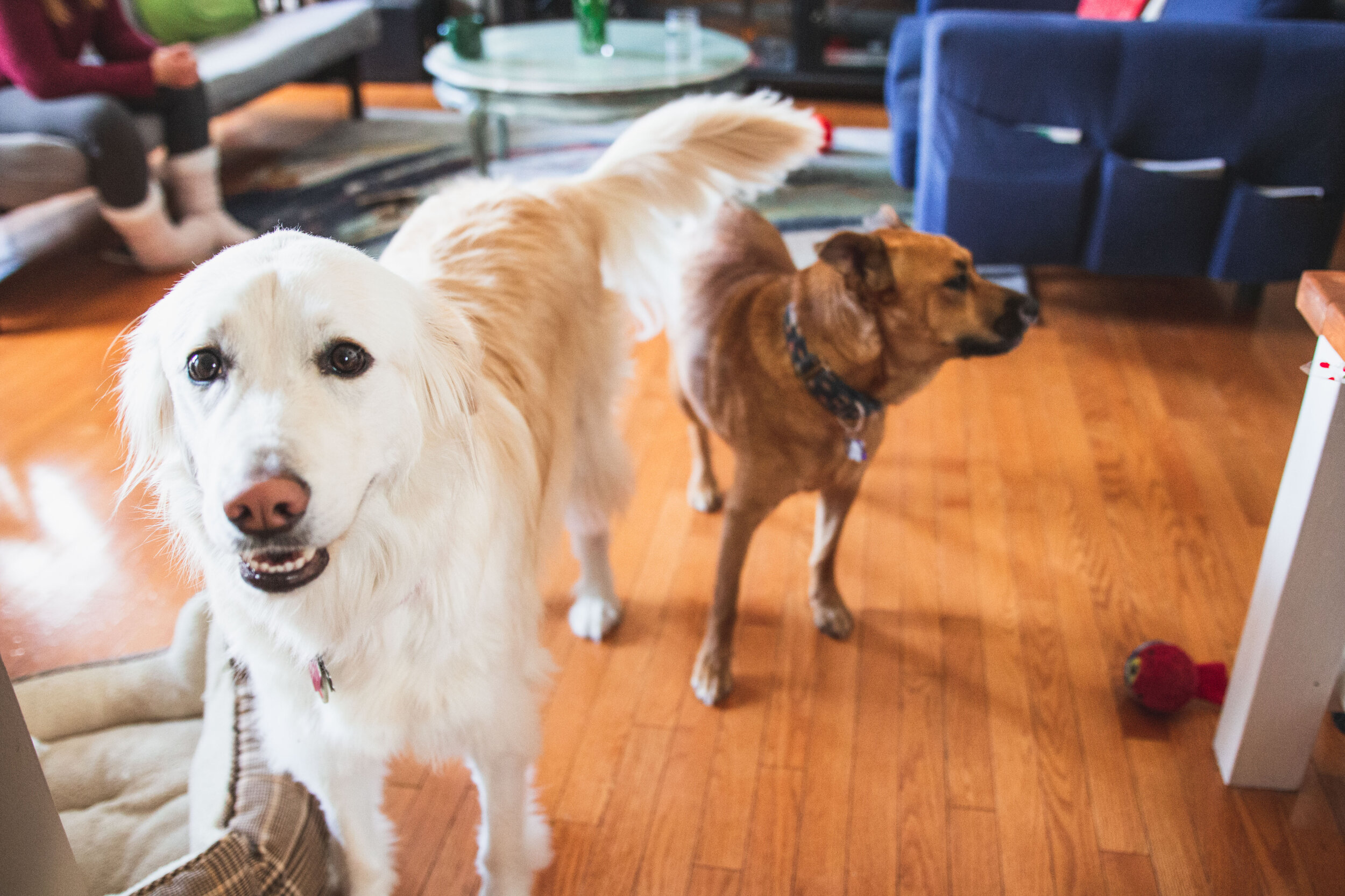 Betty White &amp; Farrah Pawcett