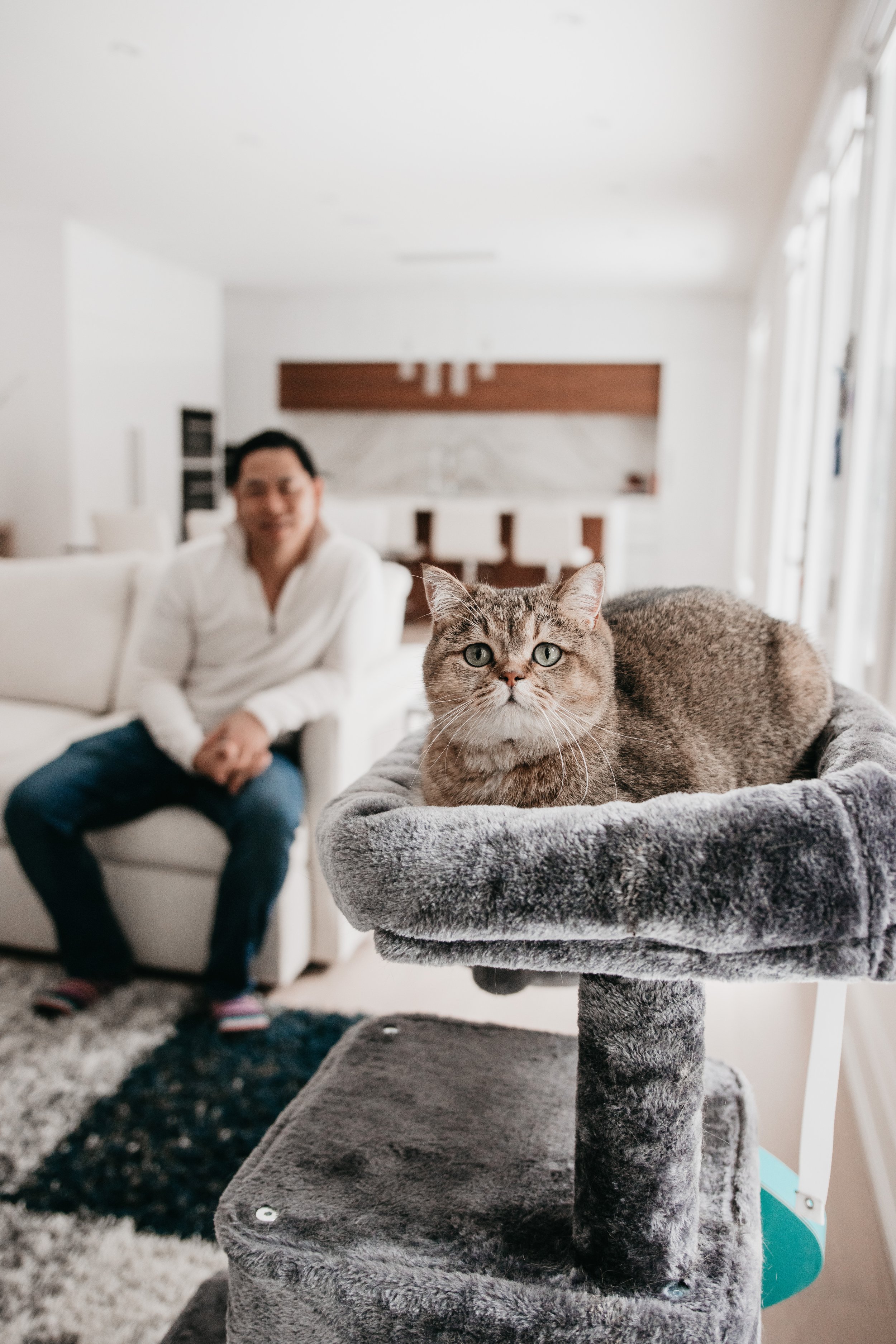 Toronto Pet Photography - Cat Photography - Lifestyle In-Home