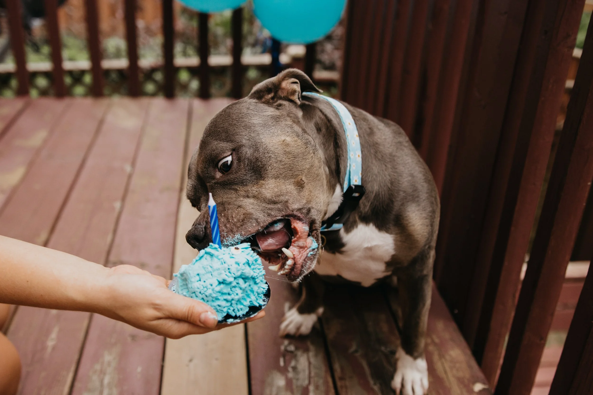 Blue's 7th Birthday