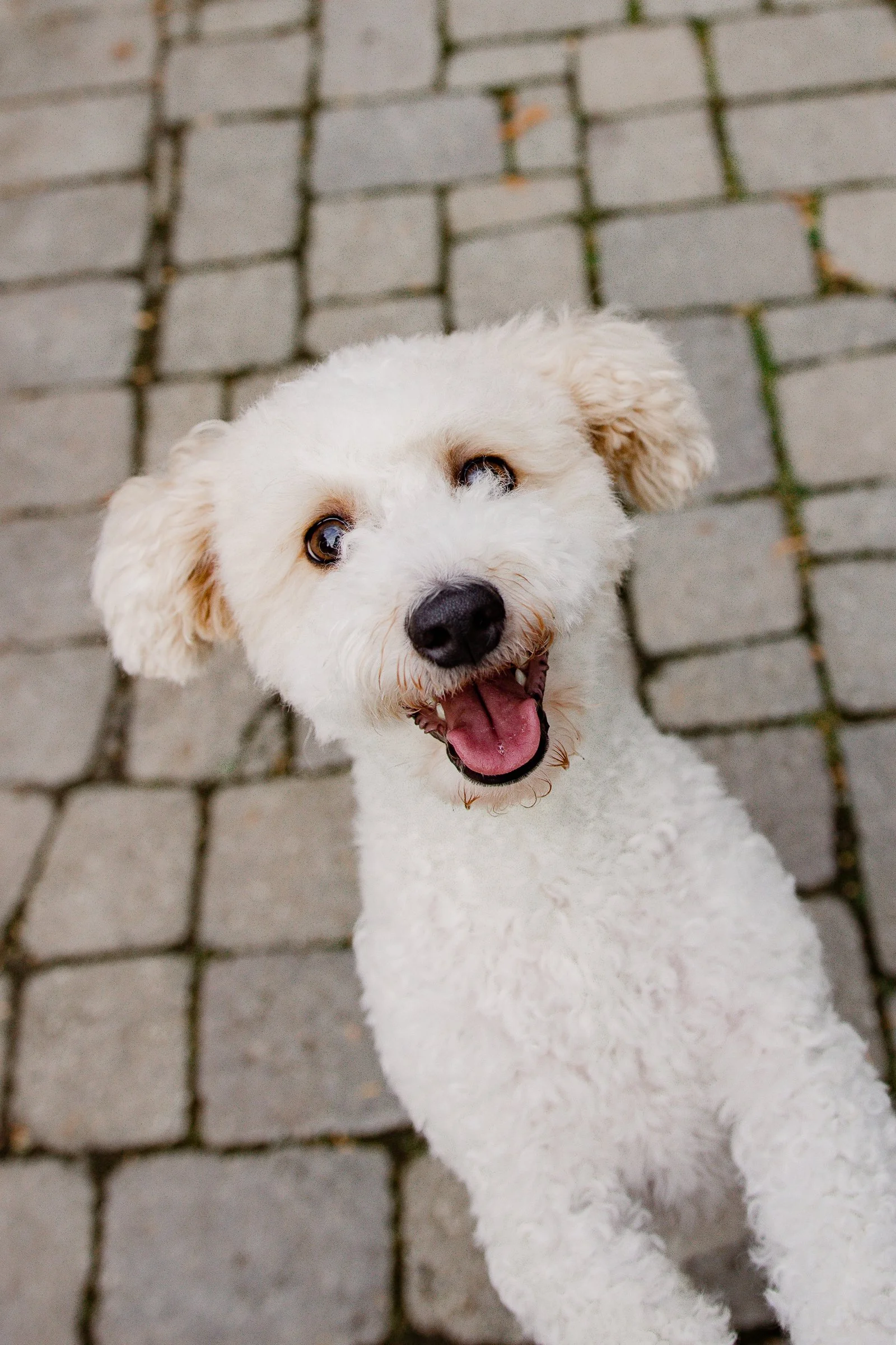 Part Of The Family Pet Photos