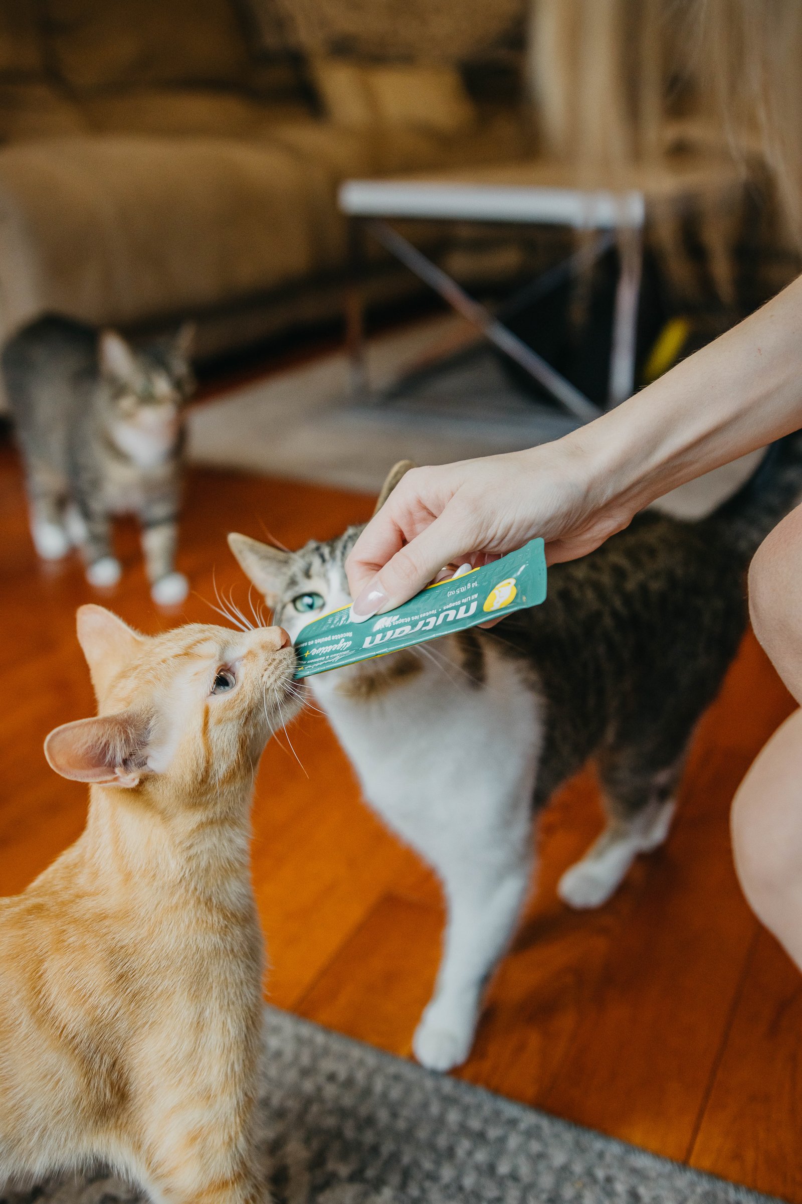 Model Kitties Websize-35.jpg