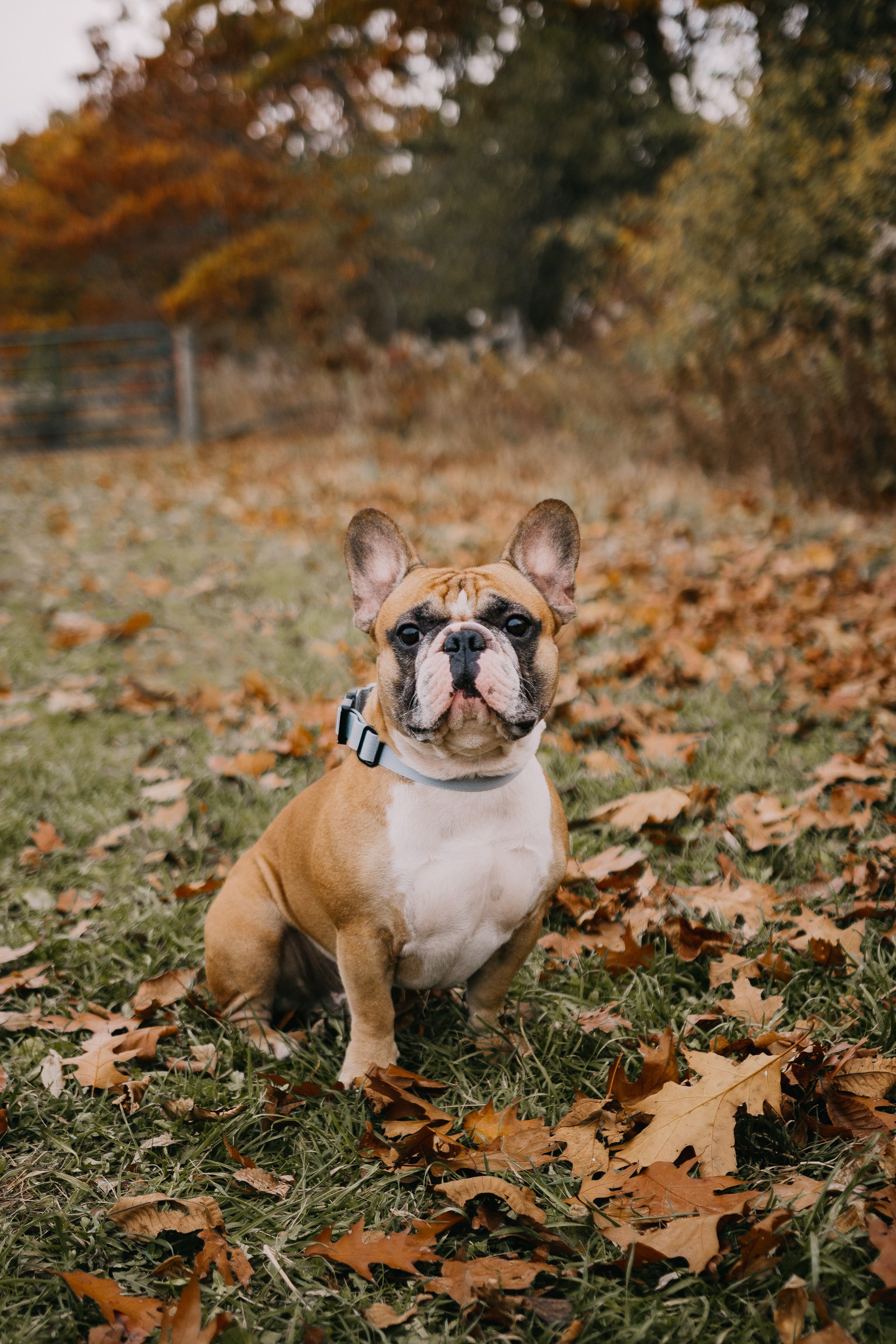 Burlington Pet Photography www.partofthefamilypetphotos.com