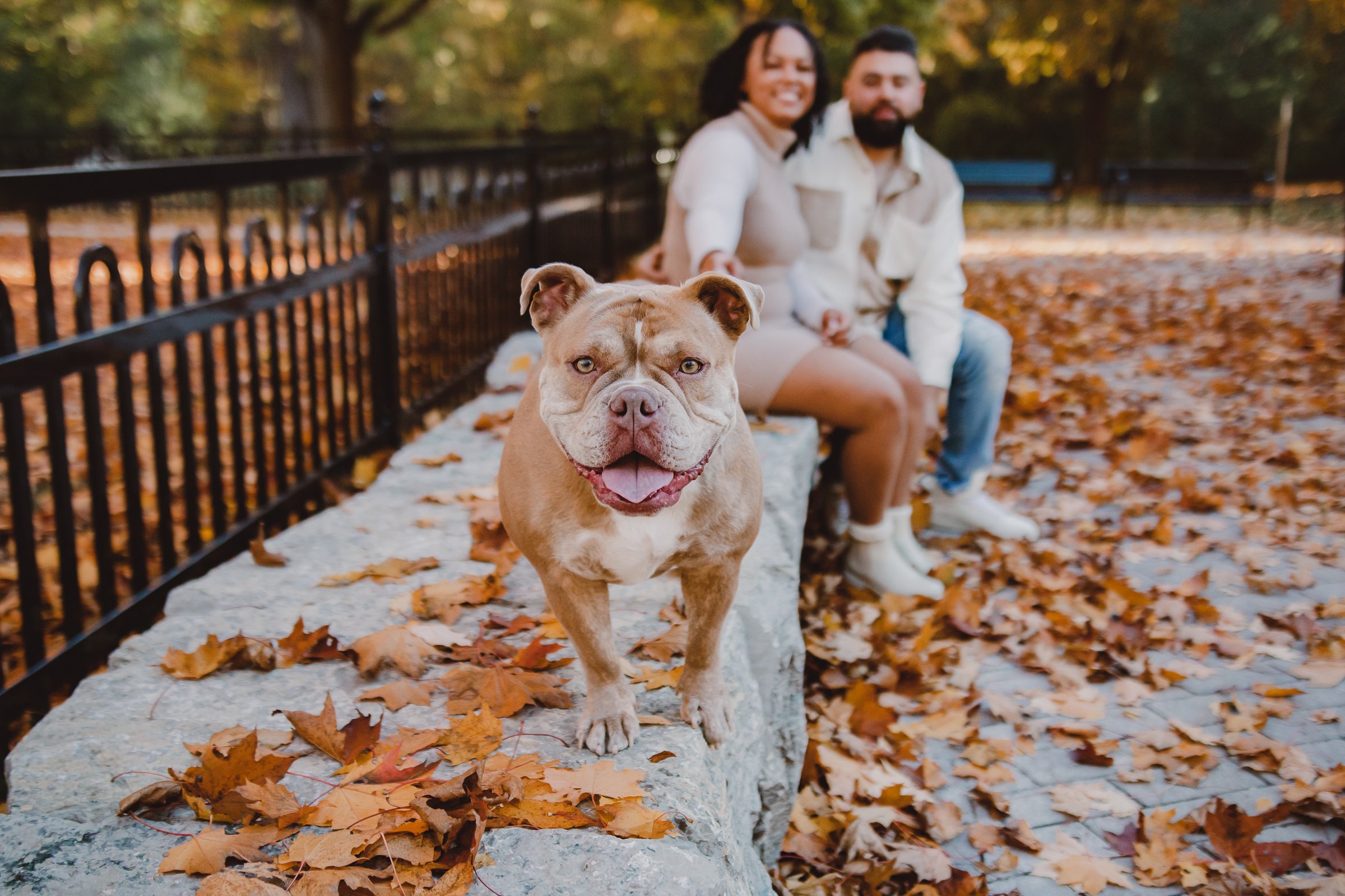 Burlington Pet Photography www.partofthefamilypetphotos.com