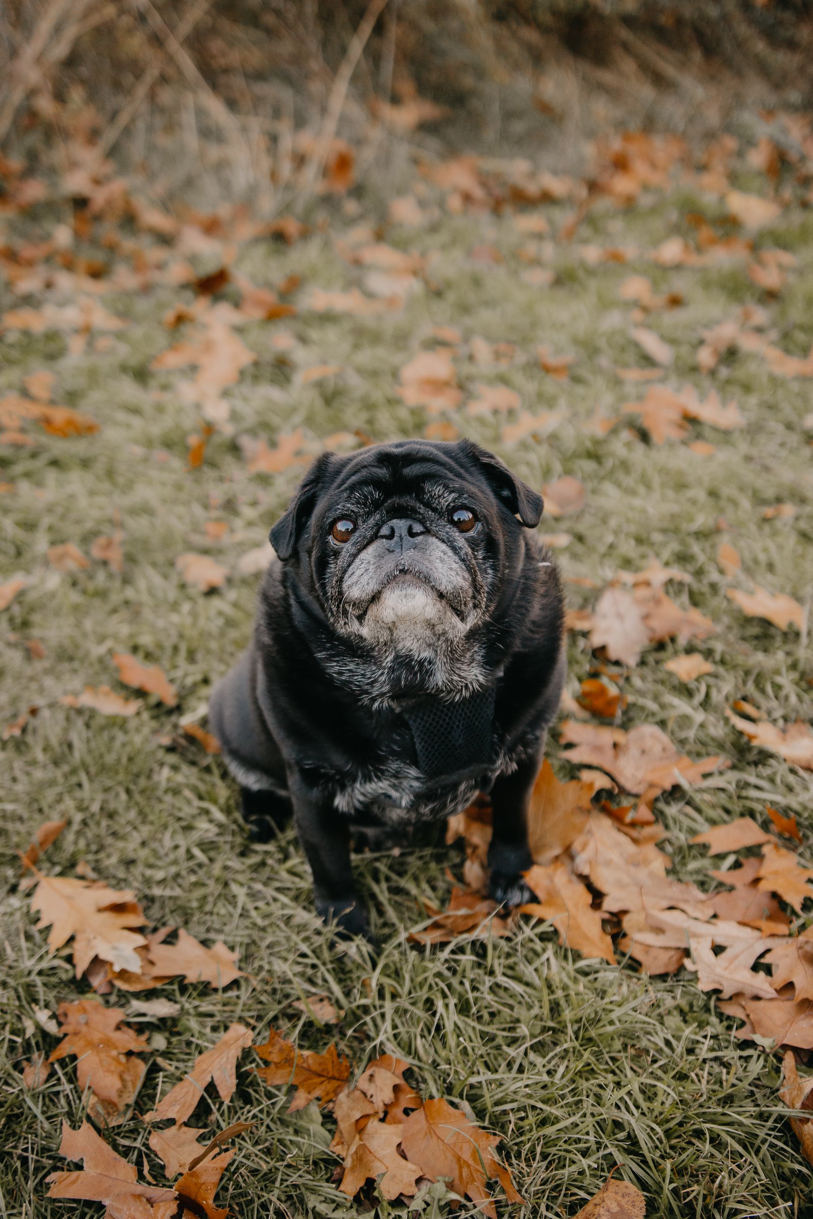 Burlington Pet Photography www.partofthefamilypetphotos.com