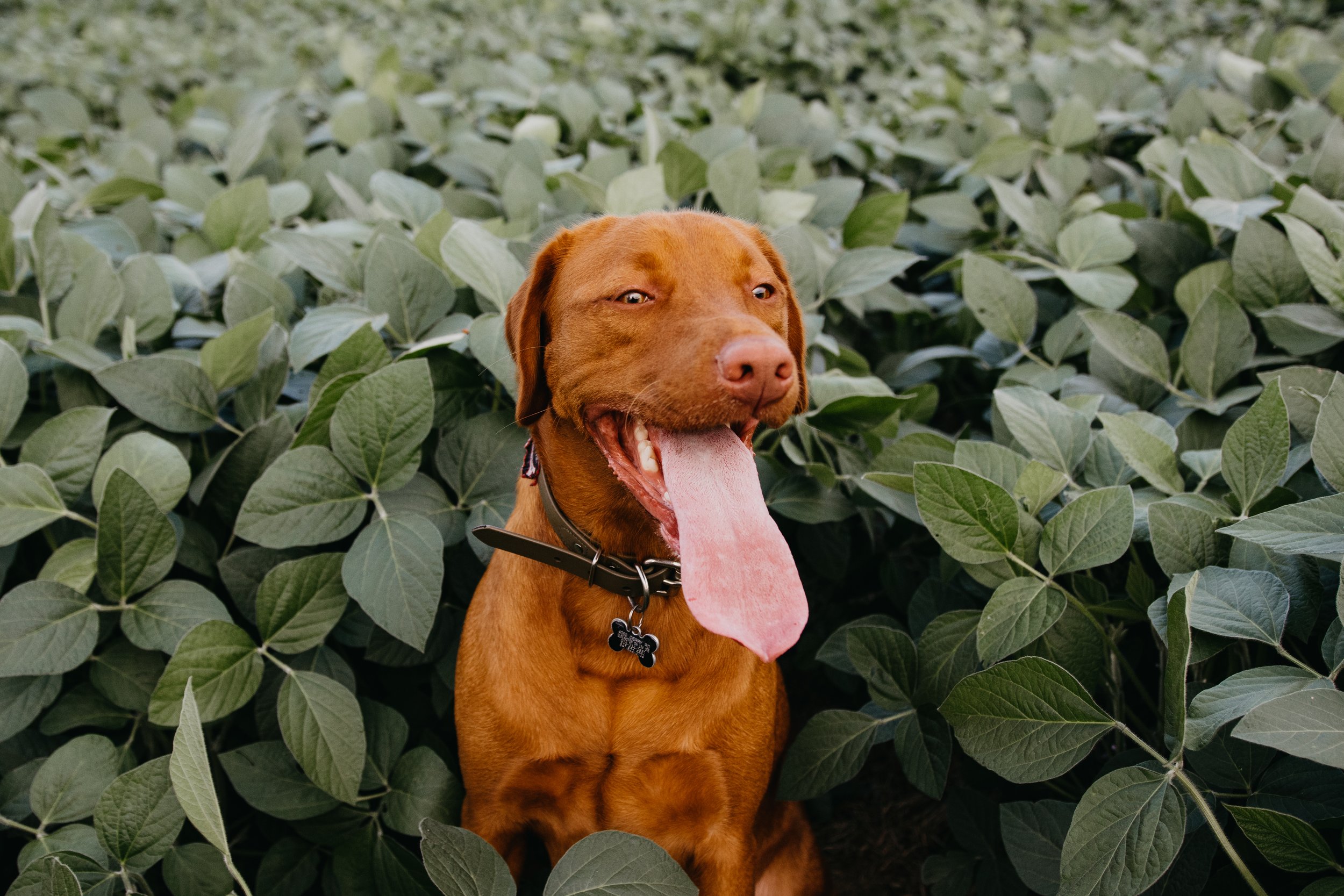 Burlington Pet Photography www.partofthefamilypetphotos.com