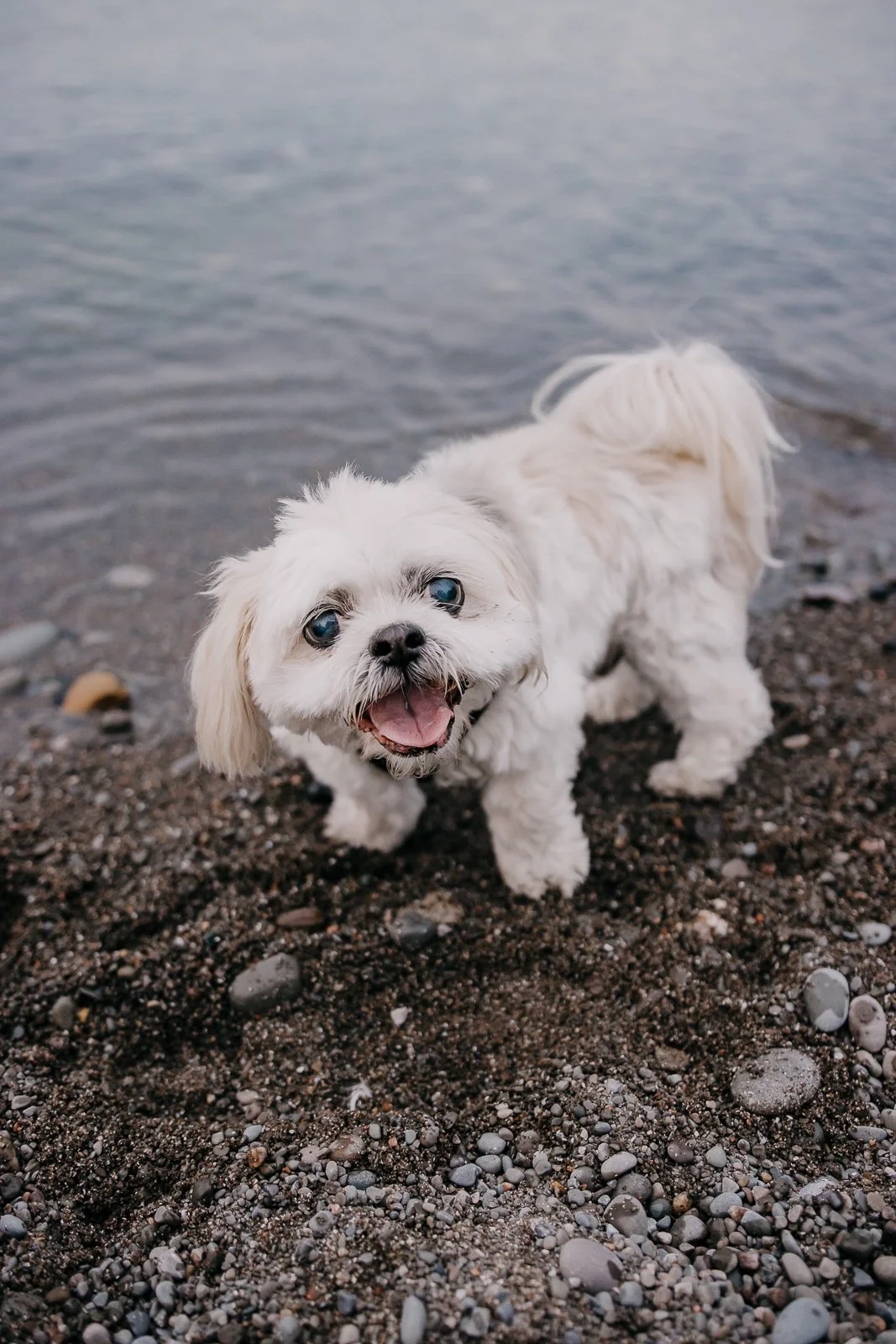 Hamilton Pet Photography www.partofthefamilypetphotos.com