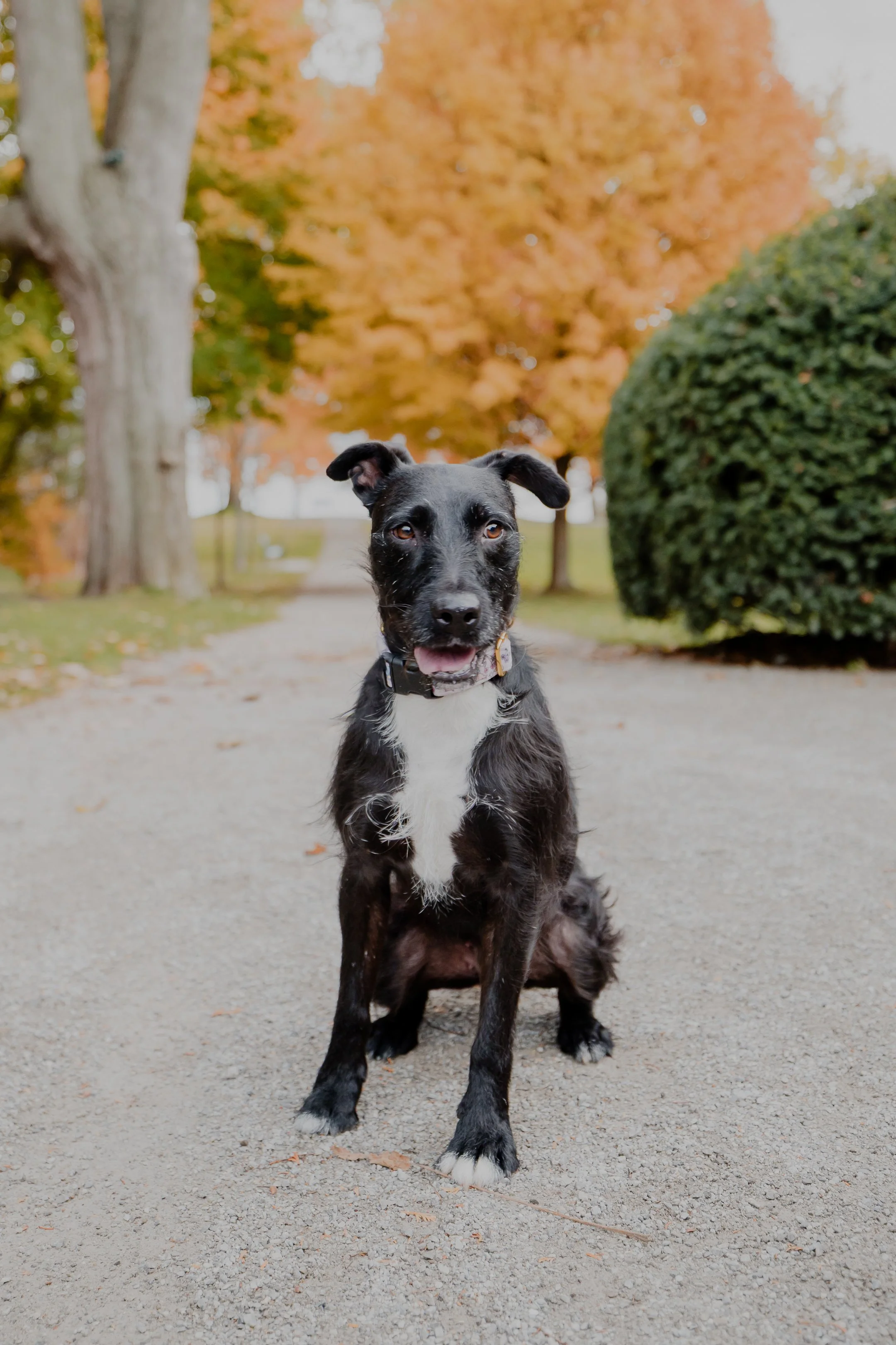 Brutus & Ellie (Small Files Best For Internet)-10.jpg