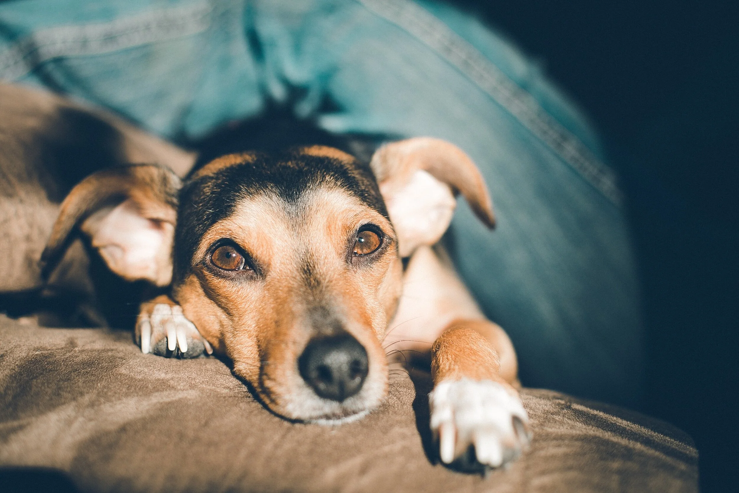 Which essential oils can be used on dogs?