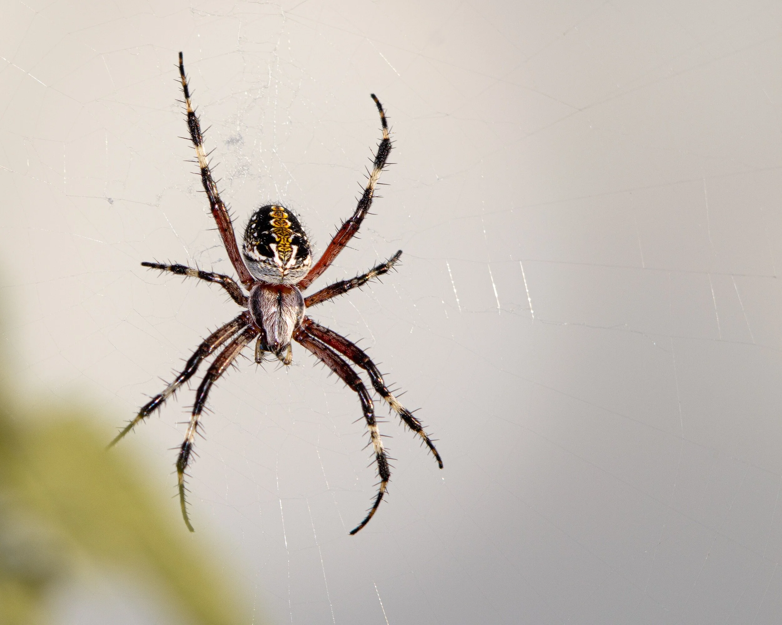 Spiders... I love them but not everyone agrees.....