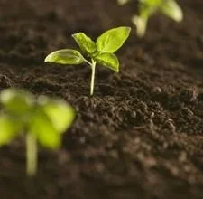 Organizational Growth and Nature