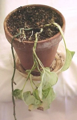 Stages of Growth: “Failure to Thrive” – 2 Samuel 13