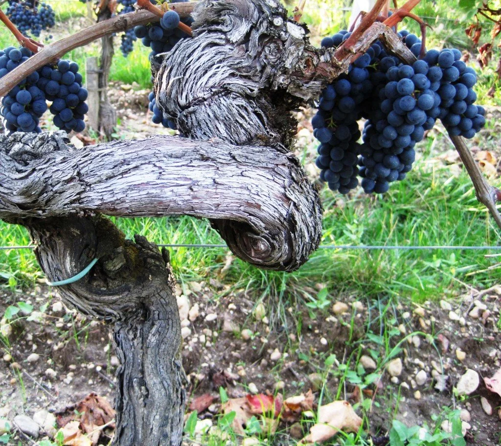 Knowing Jesus: “Seven Works of the Vine” – John 15:1-11 (Part 2)