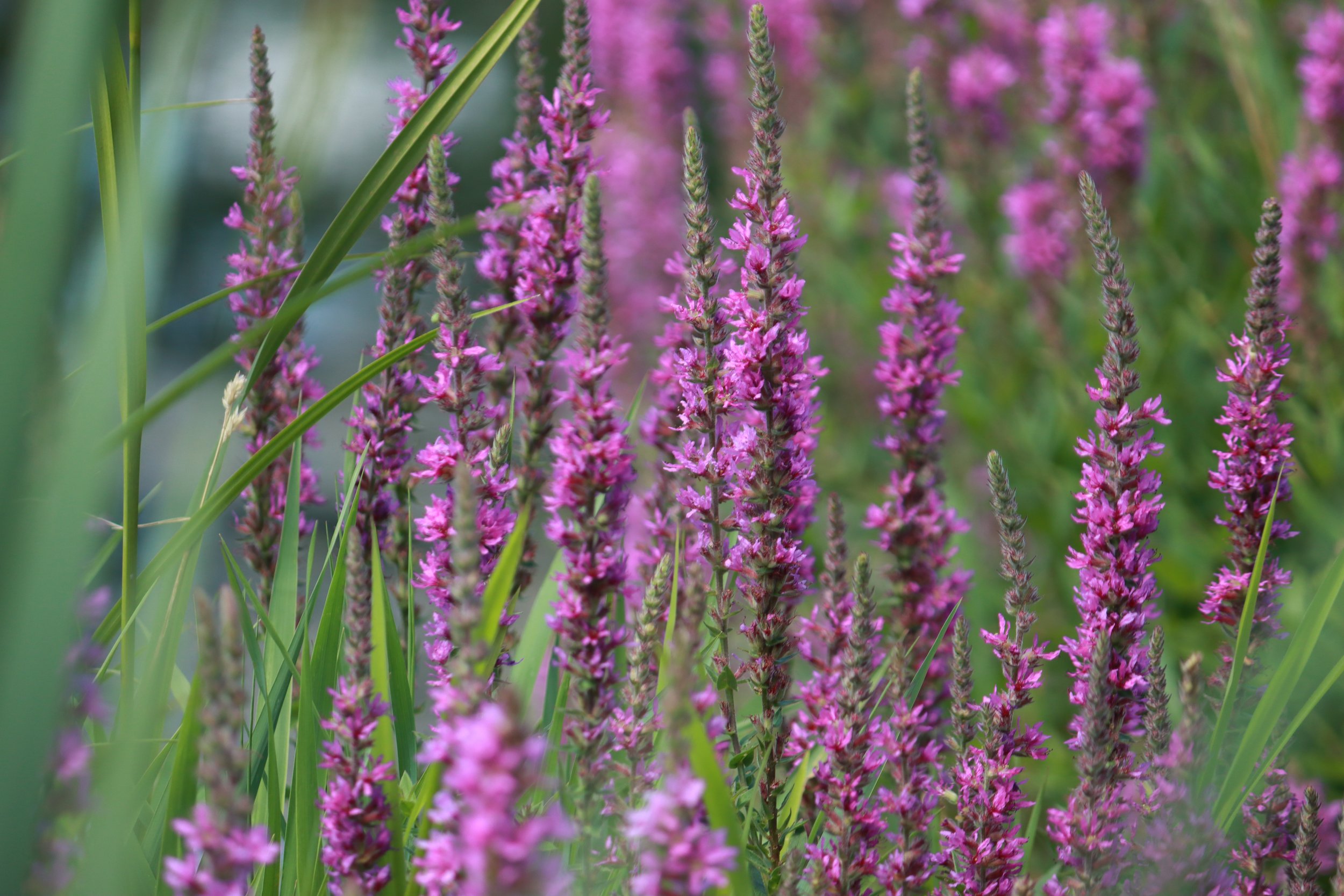 Green and purple flowers.JPG