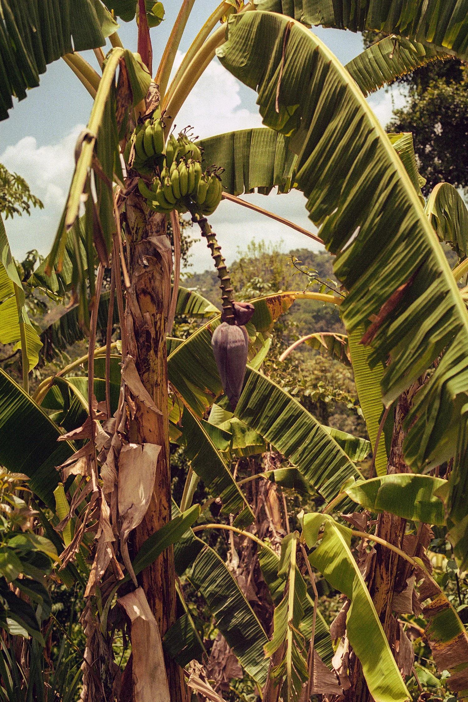 Near Mayagüez, Puerto Rico.