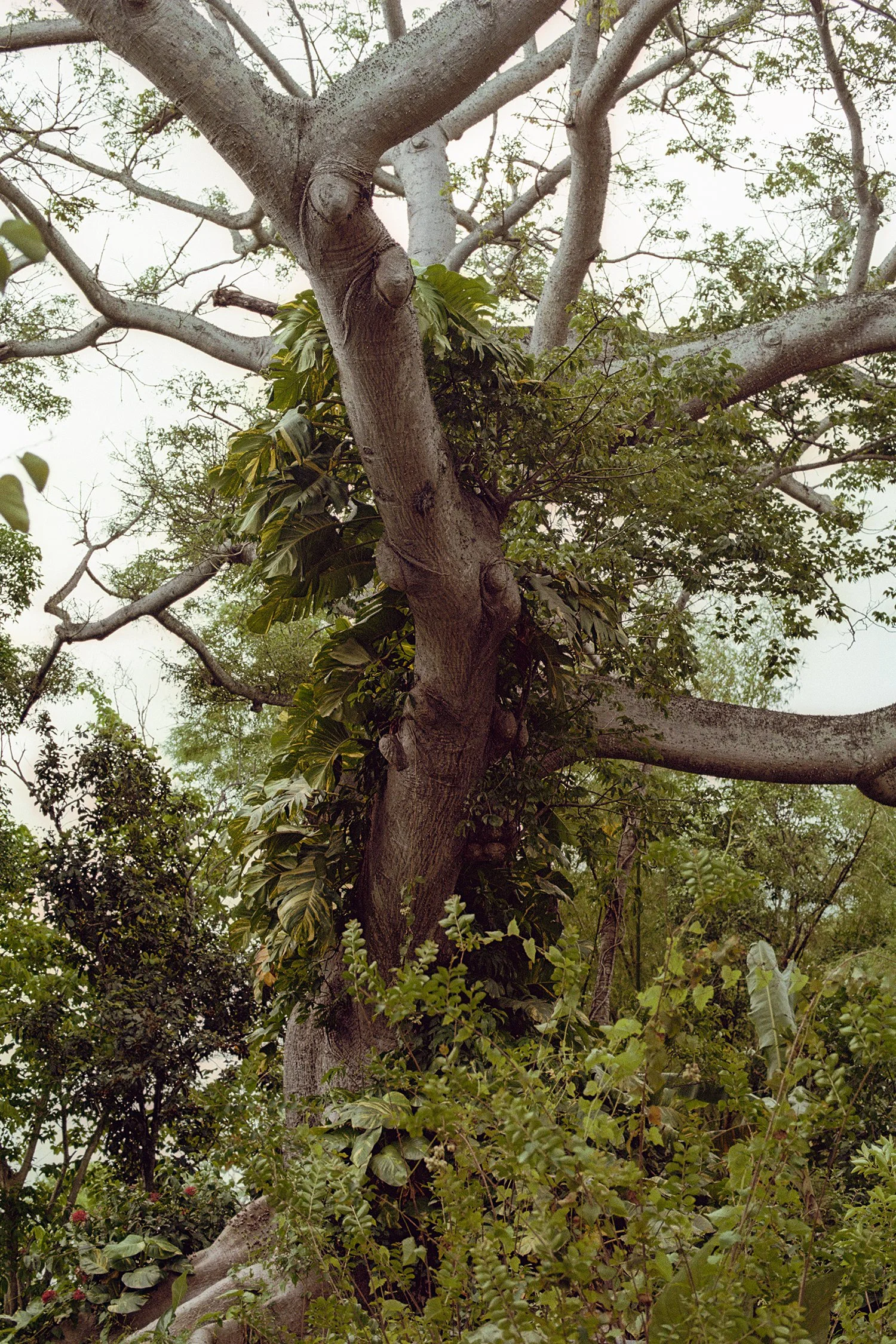 Ceiba De La Libertad, San Germán, Puerto Rico