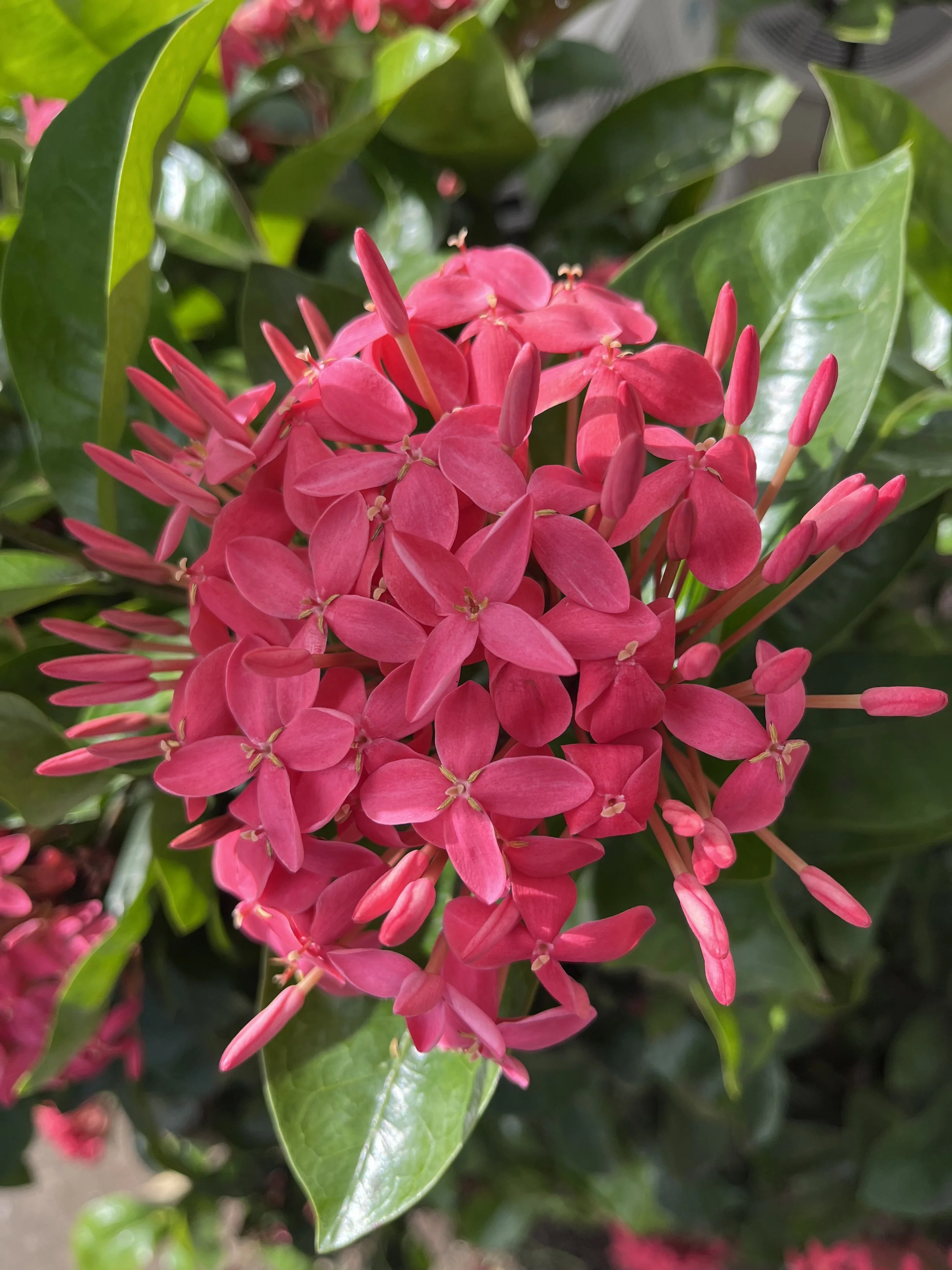 flower pink.jpeg