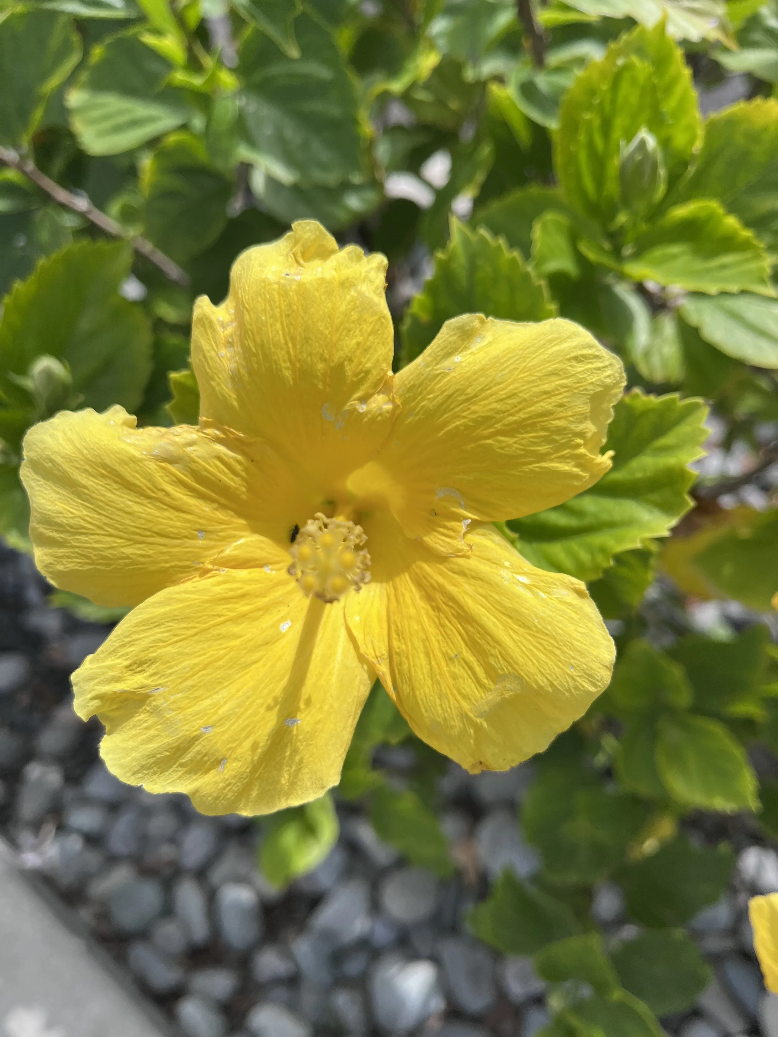 hi yellow flower.jpeg