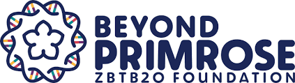 Beyond Primrose ZBTB20 Foundation 