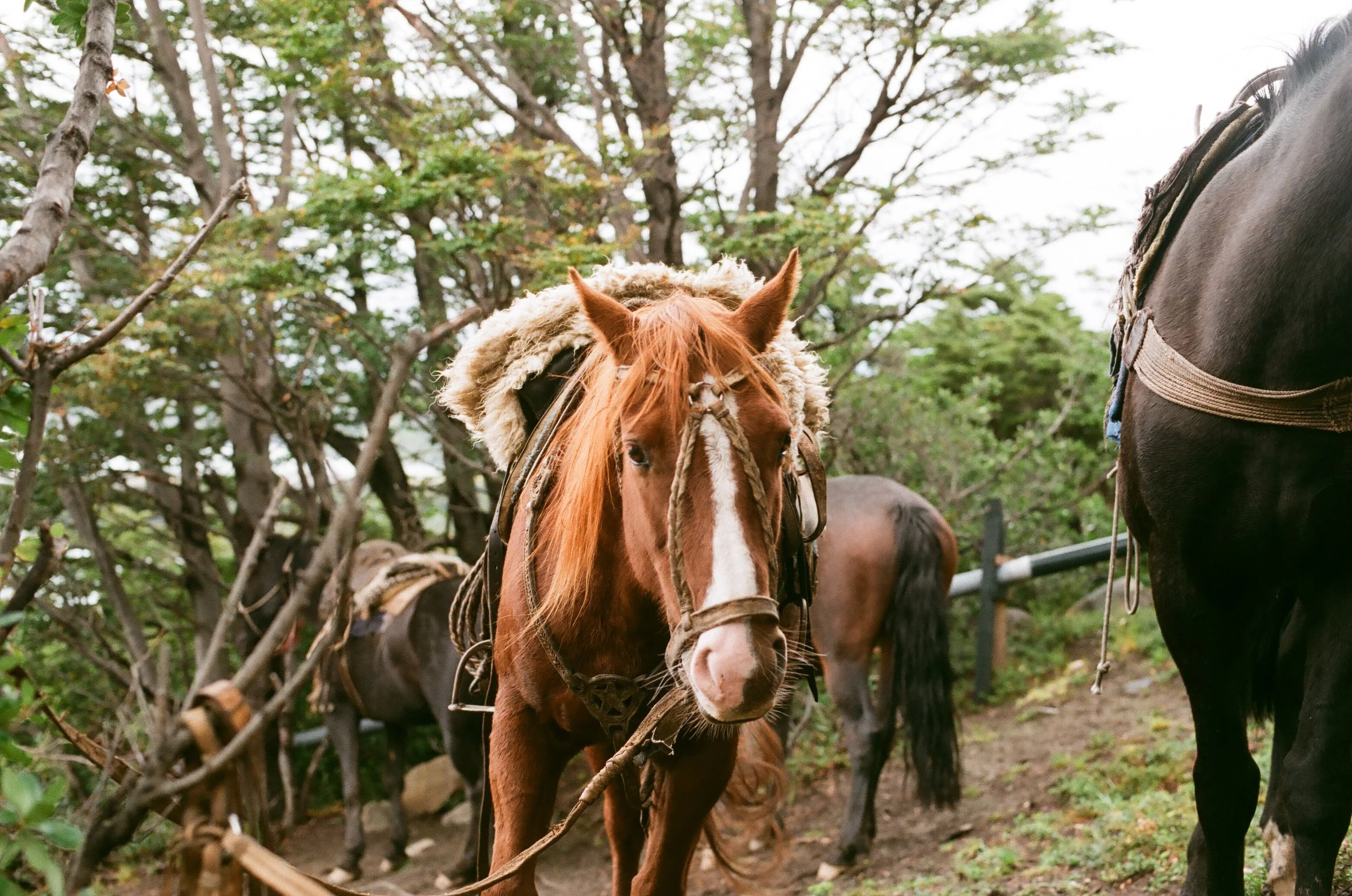 Chile_030_french valley.jpg