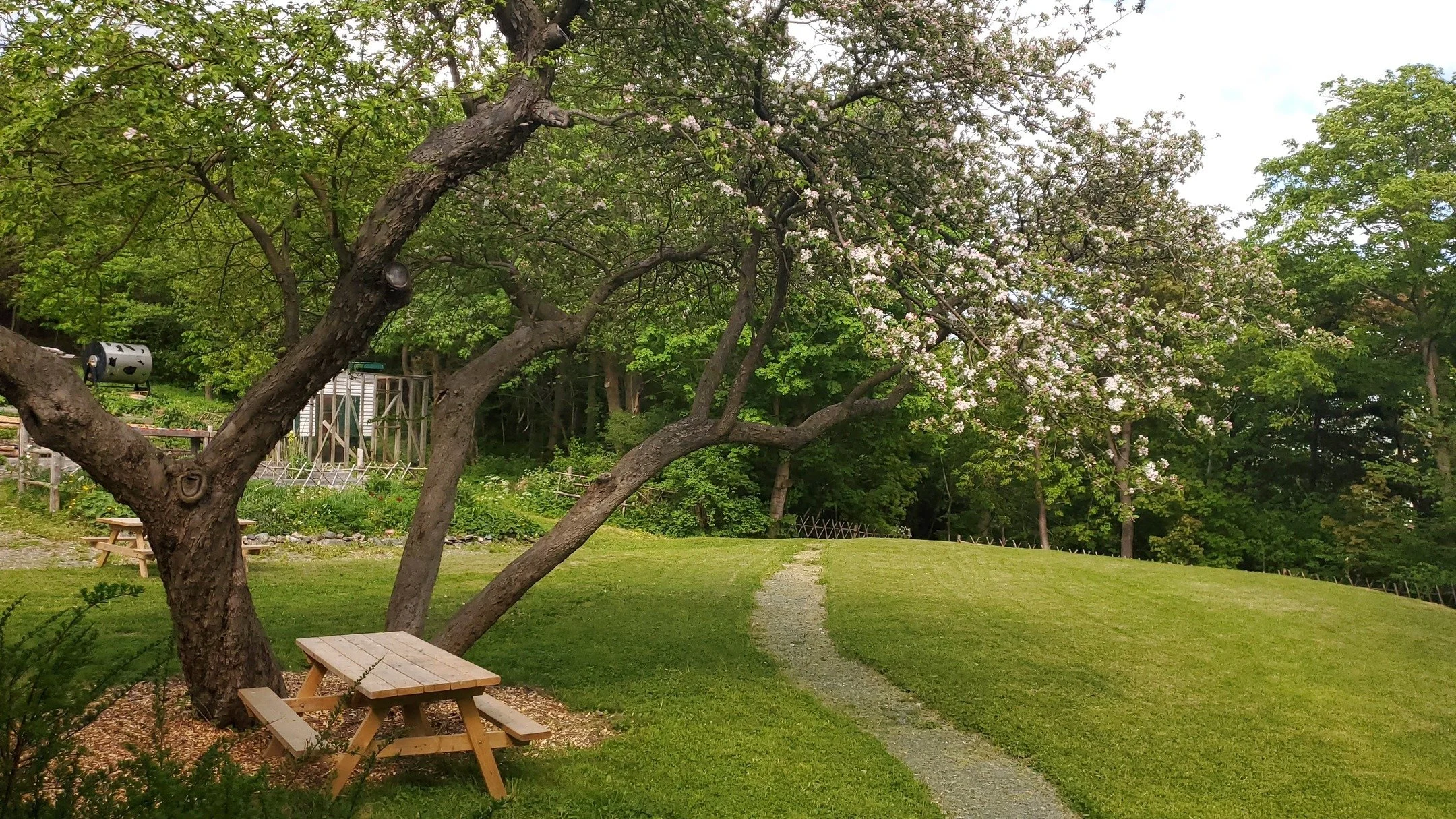The Summer season is approaching!
Here at O'Brien Farm, we are as busy as our Newfoundland bees and bright as our apple blossoms. 
Come check out the homestead, farms, and trails: 150 Oxen Pond Road.
#staycation #explorenl #newfoundlandandlabrador