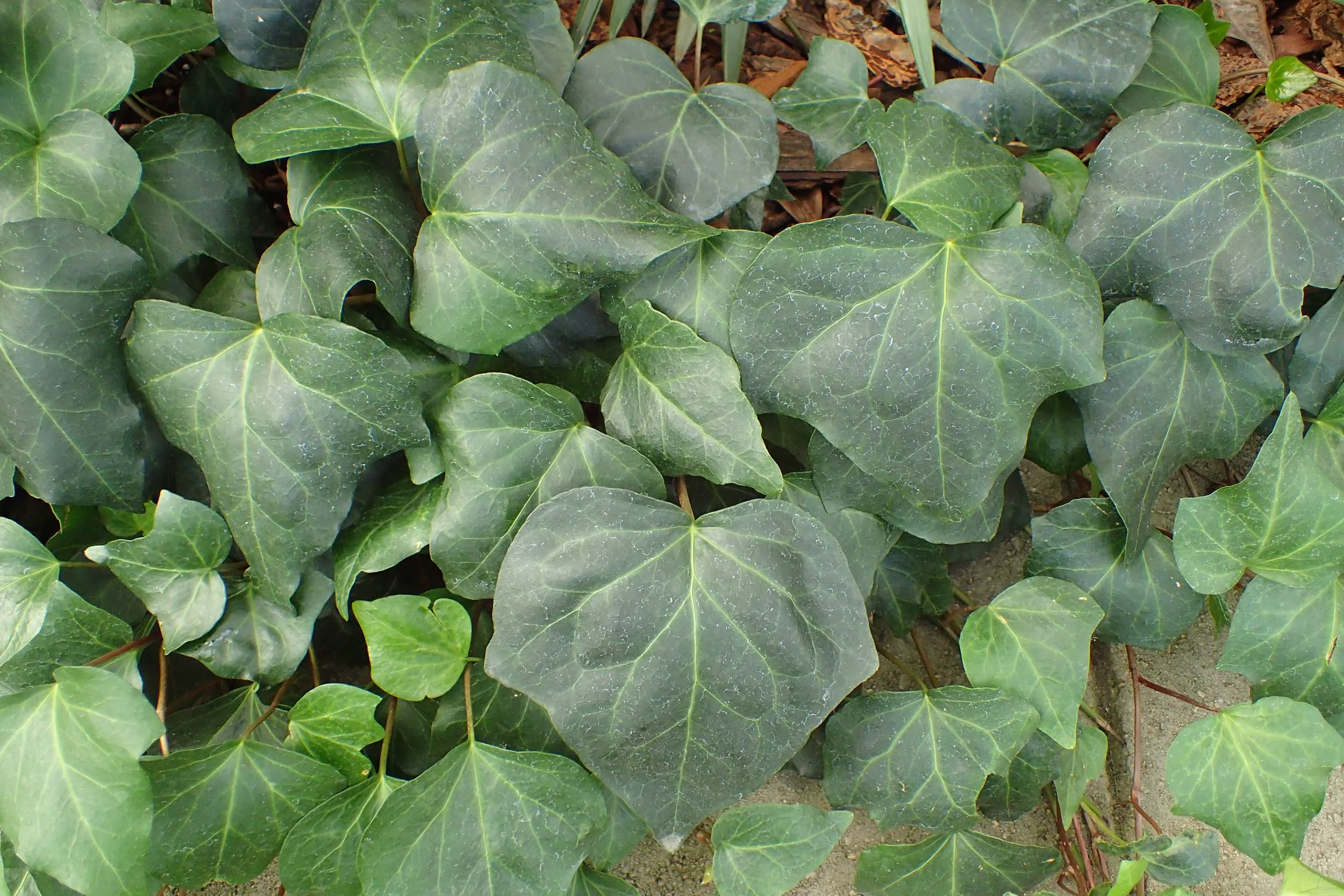 Ivy Pull and Basket-Making Workshop: Weaving with Invasive Species&nbsp;
