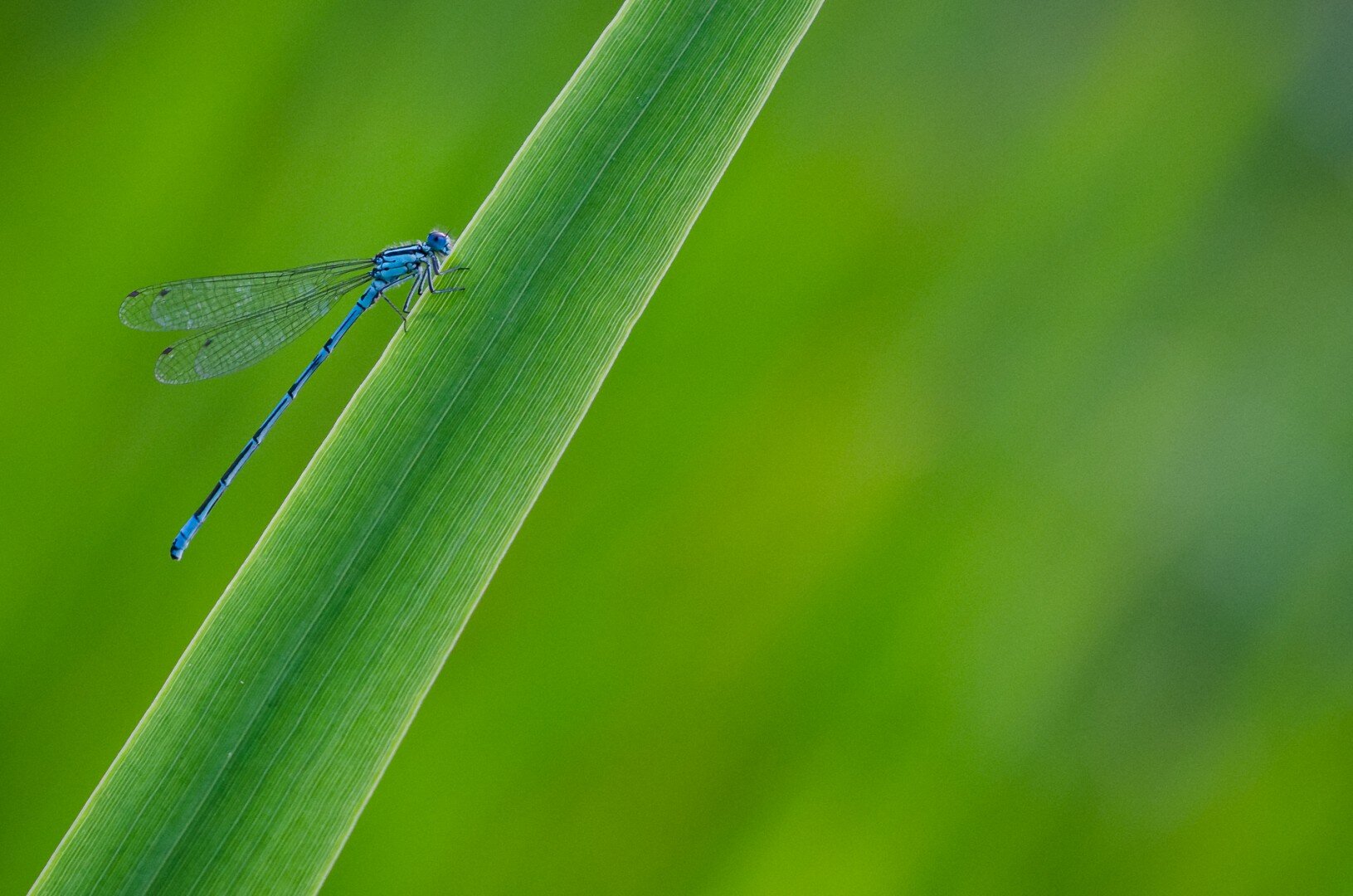 tamron-makro-90-vc_2014-06-25_19-51-04.jpg
