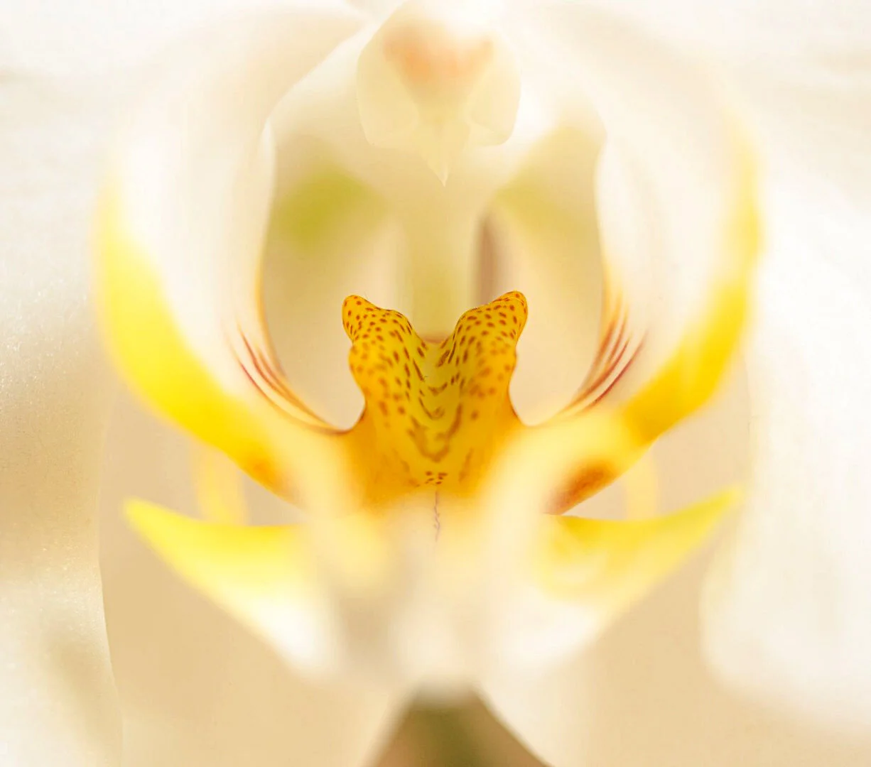 nikon-mikro-ais-55-f2-8_2013-12-20_15-16-29.jpg